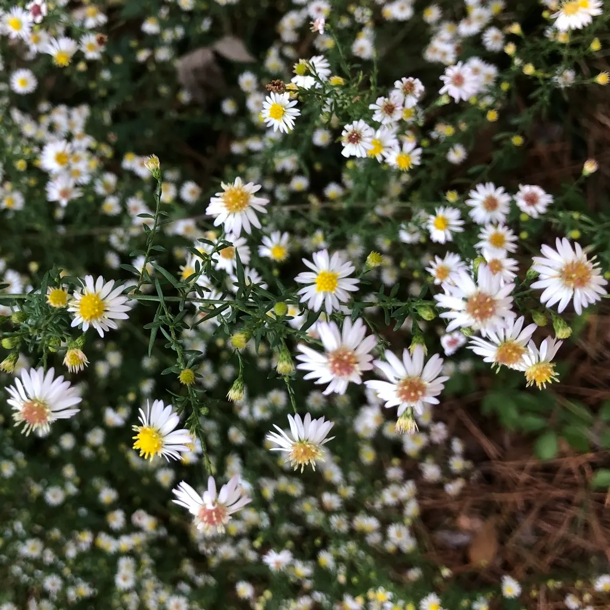 Smooth Aster (Symphyotrichum Laeve 'Bluebird') — perennial for full; enriching your client's garden with both beauty and biodiversity, image 90