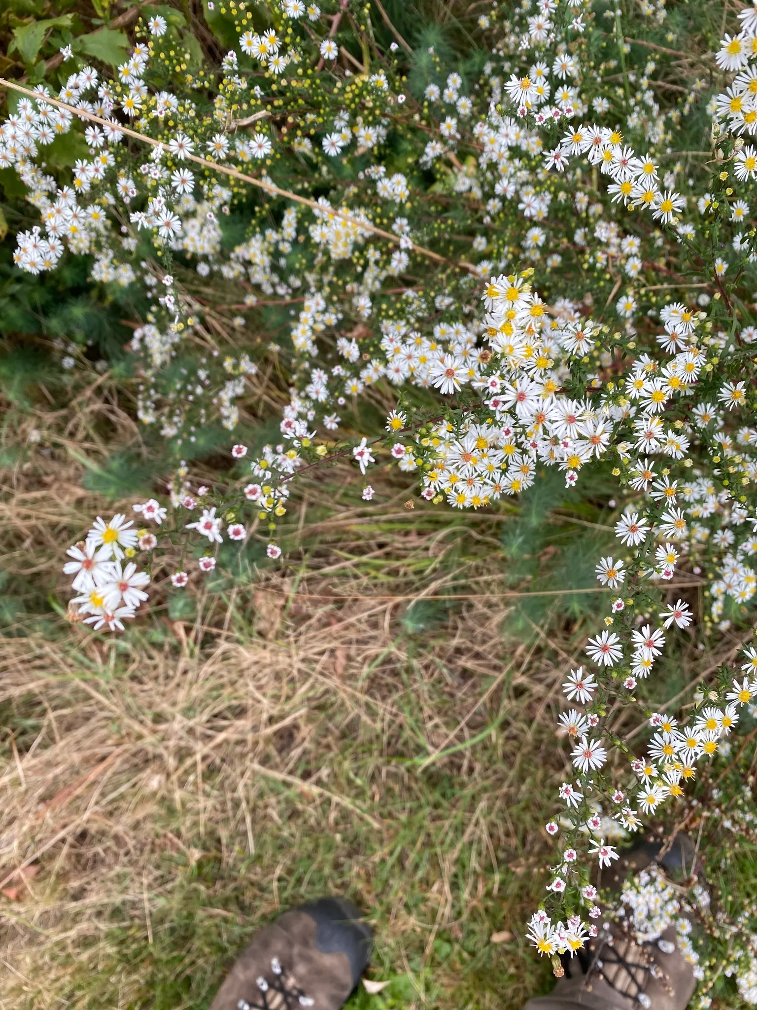 Smooth Aster (Symphyotrichum Laeve 'Bluebird') — Preferring full sun to part shade, it is adaptable to various soils