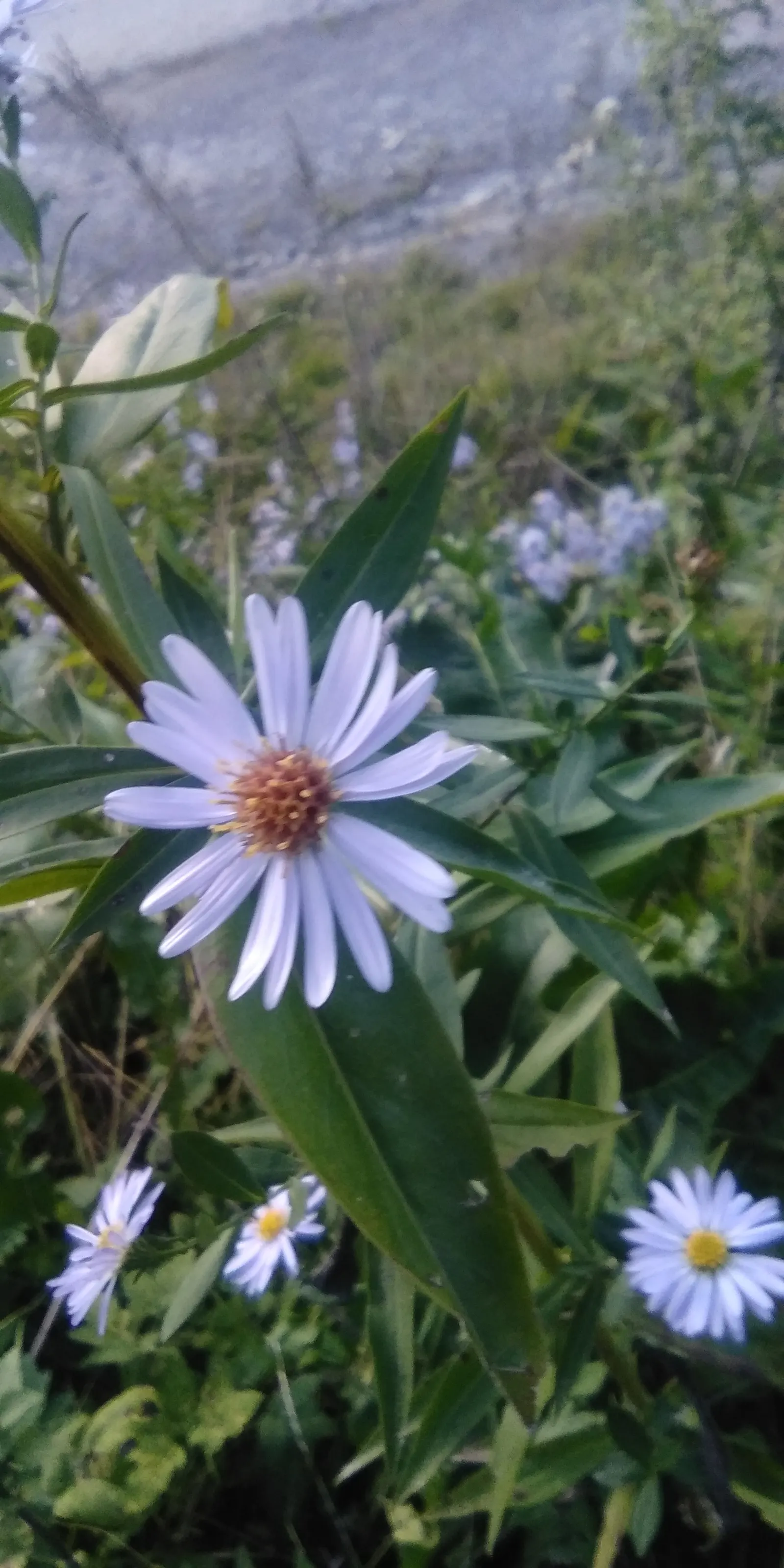 Smooth Aster (Symphyotrichum Laeve 'Bluebird') — and a light pruning in late winter prepares it for the upcoming growing season; blue flowers in, image 67