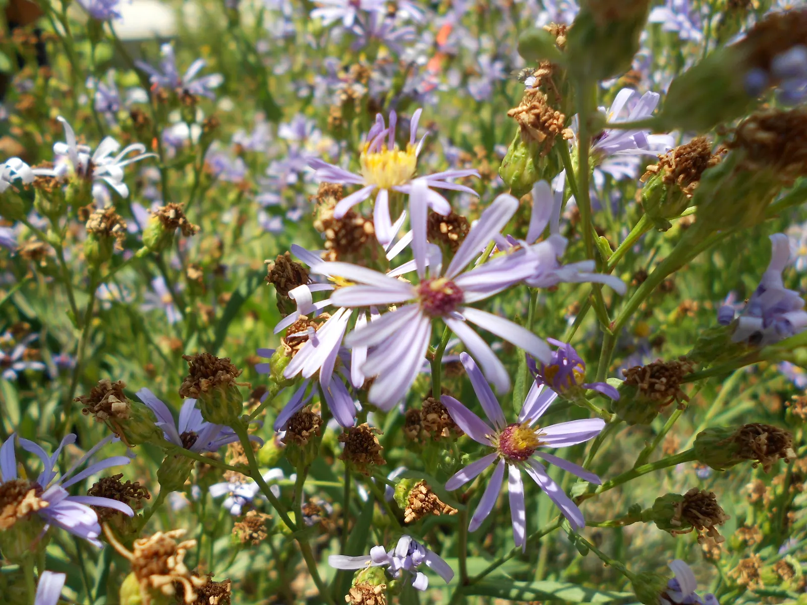 Smooth Aster (Symphyotrichum Laeve 'Bluebird') — Preferring full sun to part shade, it is adaptable to various soils; the Smooth Aster forms an, image 76