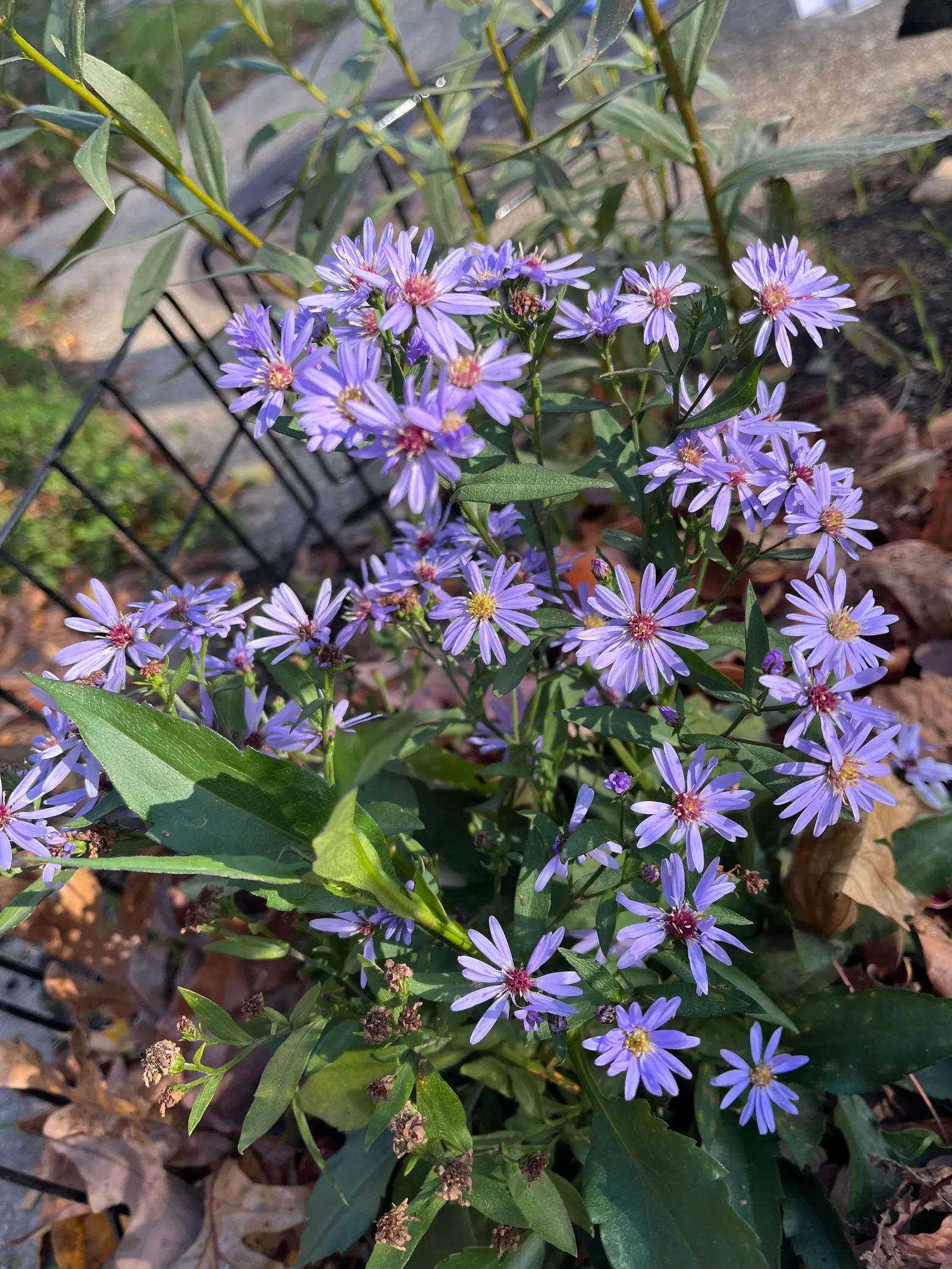 Smooth Aster (Symphyotrichum Laeve 'Bluebird') — The Smooth Aster 'Bluebird' (Symphyotrichum laeve) is a vibrant North American perennial, image 73