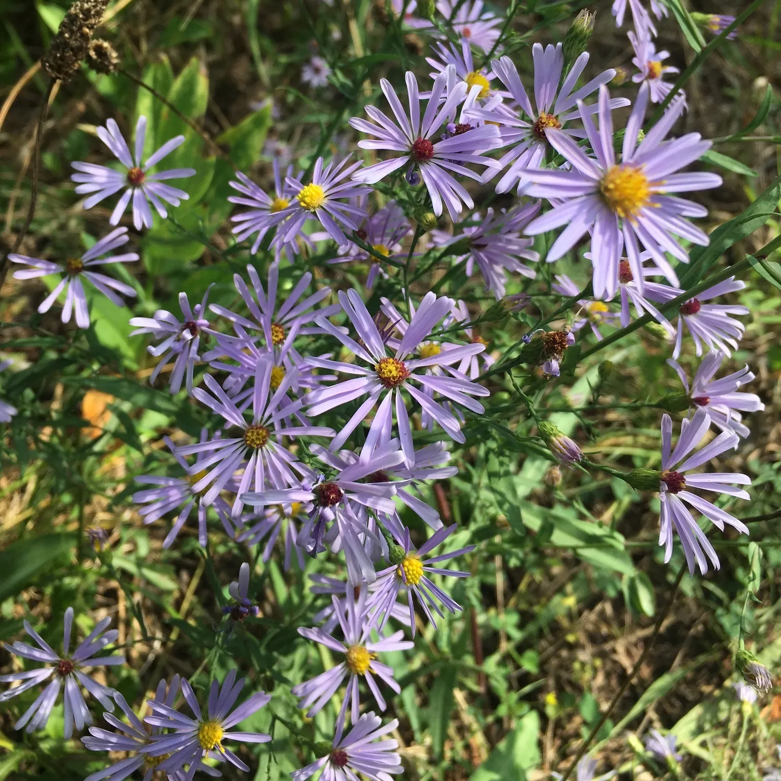 Smooth Aster (Symphyotrichum Laeve 'Bluebird') — peaking around September through October.<br><br>Growing to a height of 2 to 3 feet with a similar spread