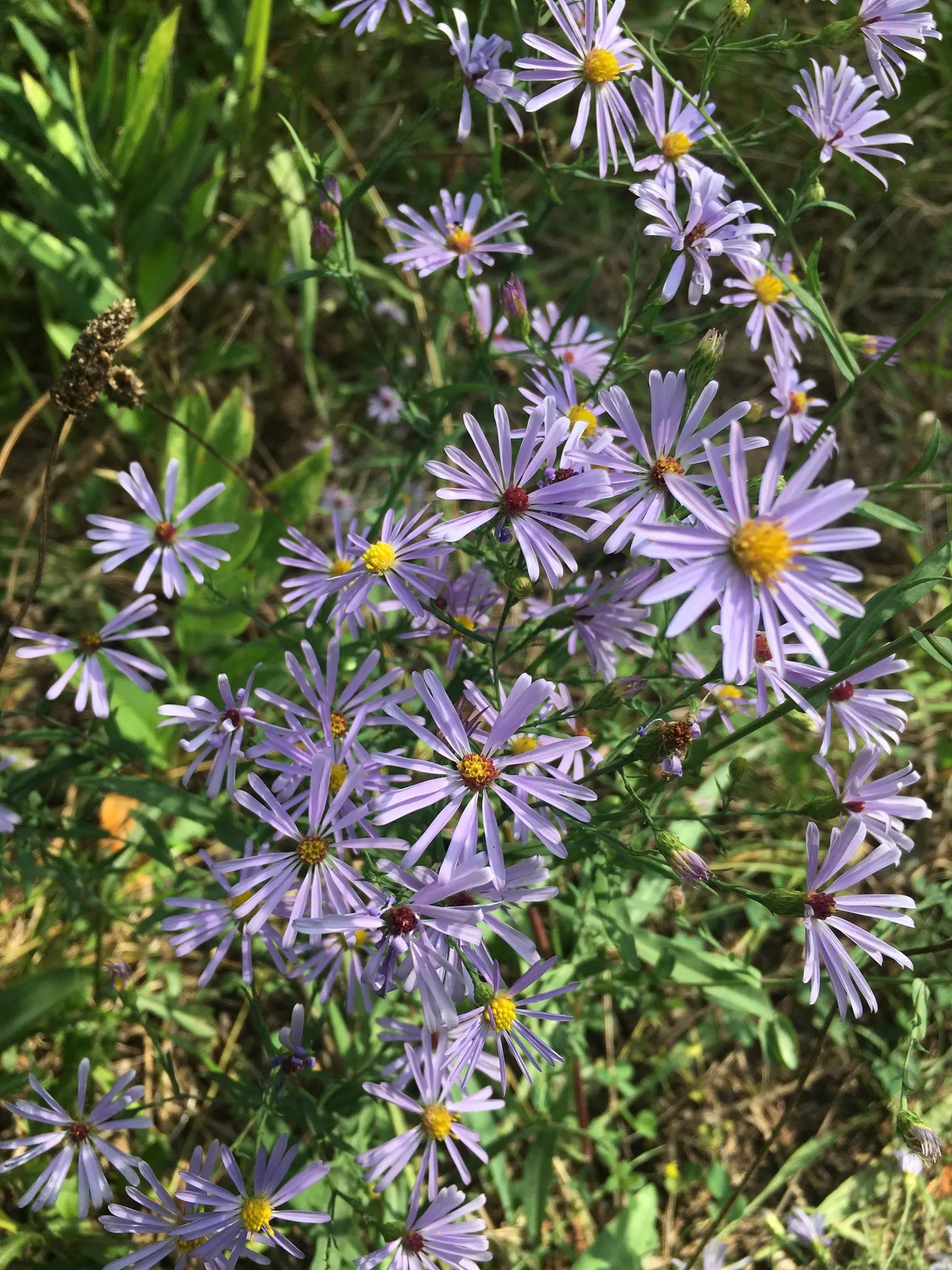 Smooth Aster (Symphyotrichum Laeve 'Bluebird') — adding dynamism to the garden ecosystem; this hardy aster thrives in zones 4-8, reaching 2-3 feet, image 65