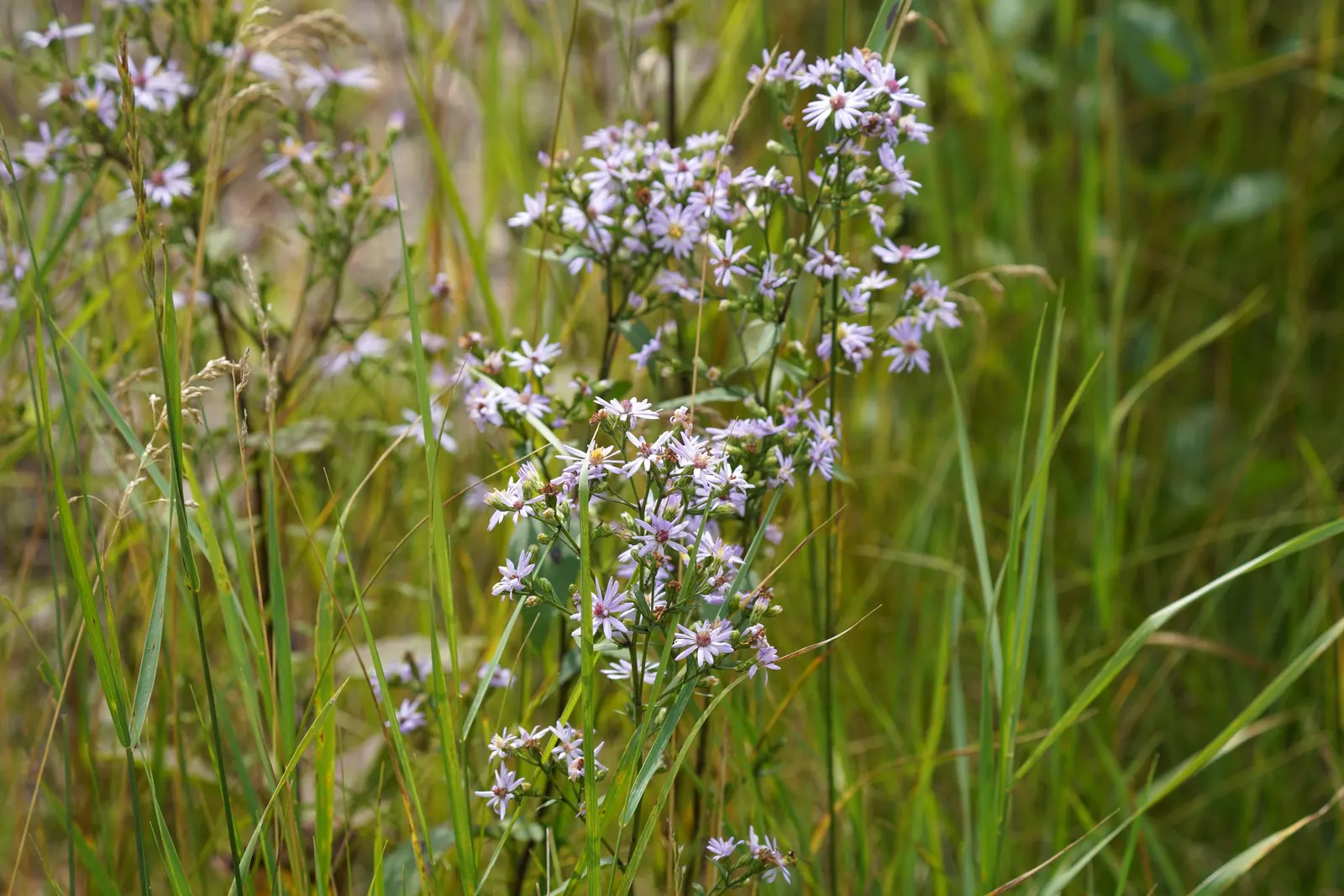 Smooth Aster (Symphyotrichum Laeve 'Bluebird') — the Smooth Aster forms an upright clump that is ideal for the middle or back borders of a garden bed; with a
