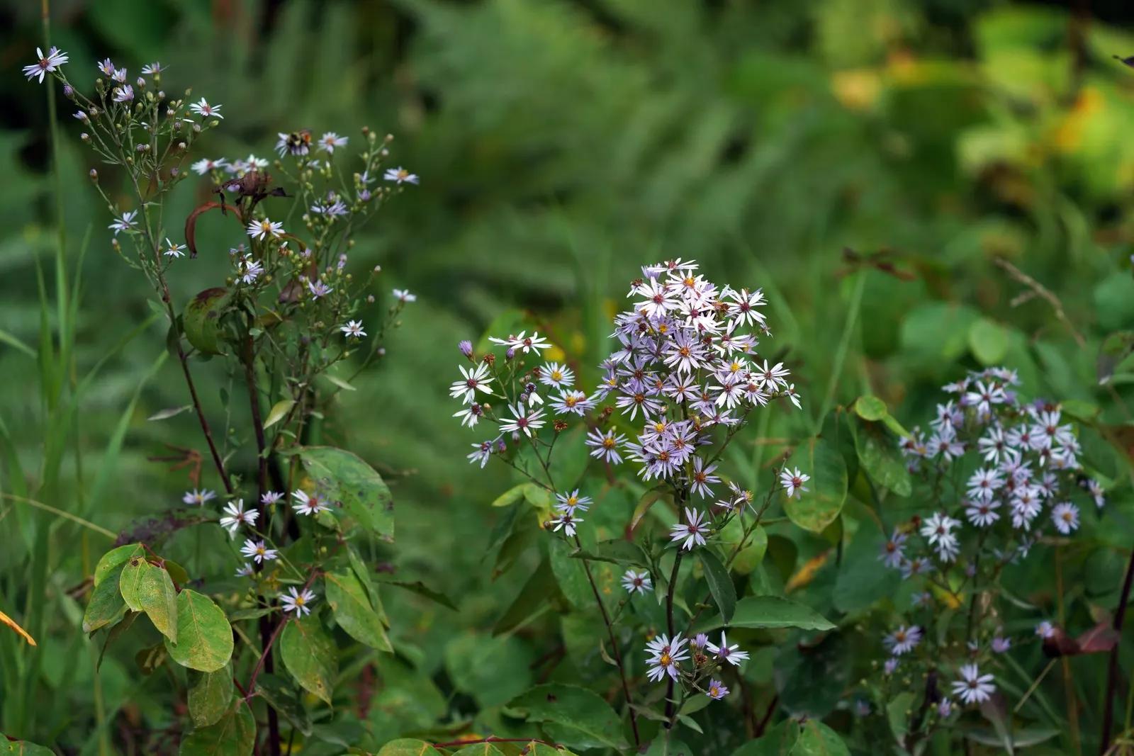 Smooth Aster (Symphyotrichum Laeve 'Bluebird') — blue flowers in the garden; the Smooth Aster 'Bluebird' (Symphyotrichum laeve) is a vibrant North, image 70
