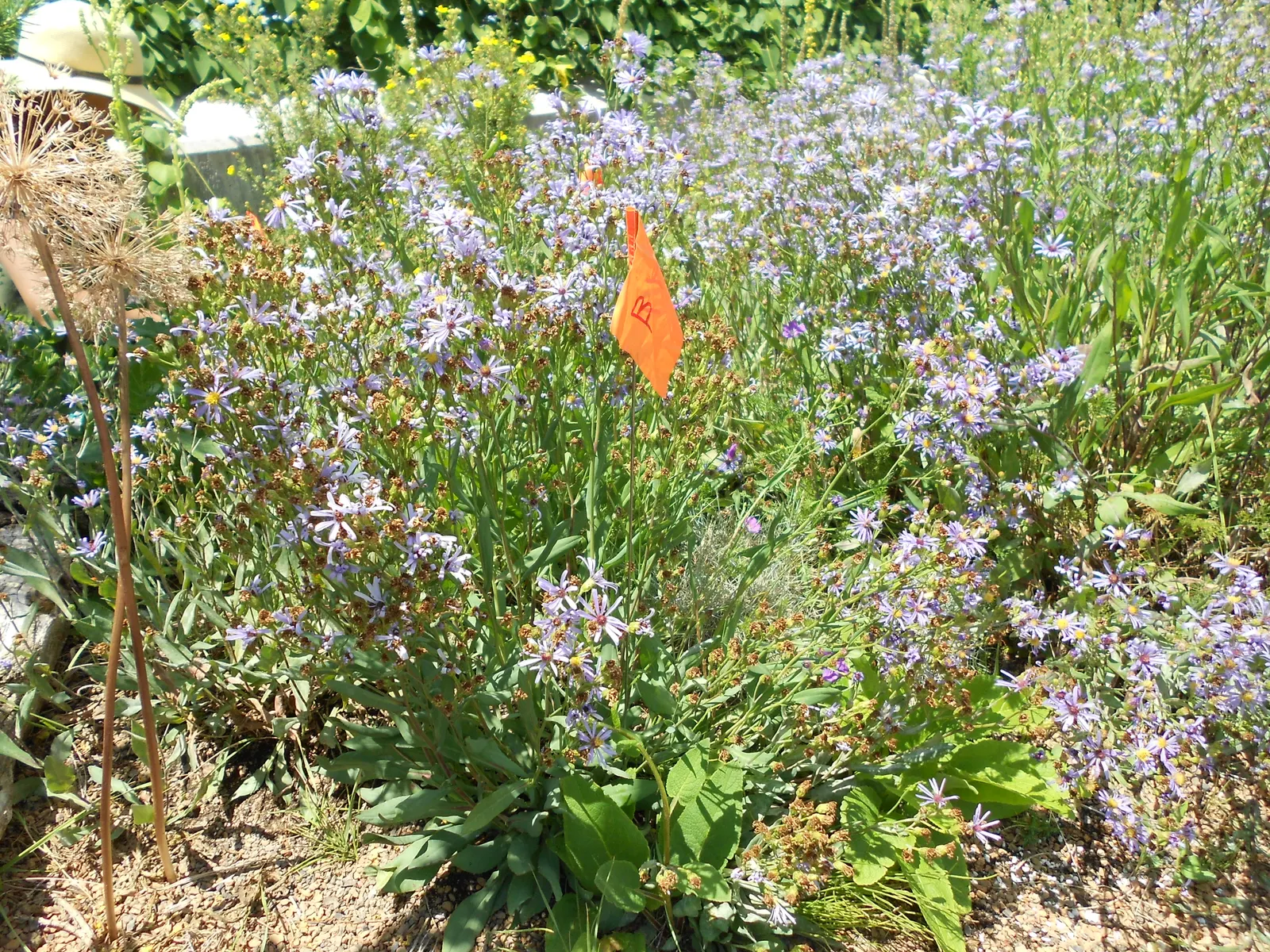 Smooth Aster (Symphyotrichum Laeve 'Bluebird') — enriching your client's garden with both beauty and biodiversity; but deadheading can encourage a, image 87