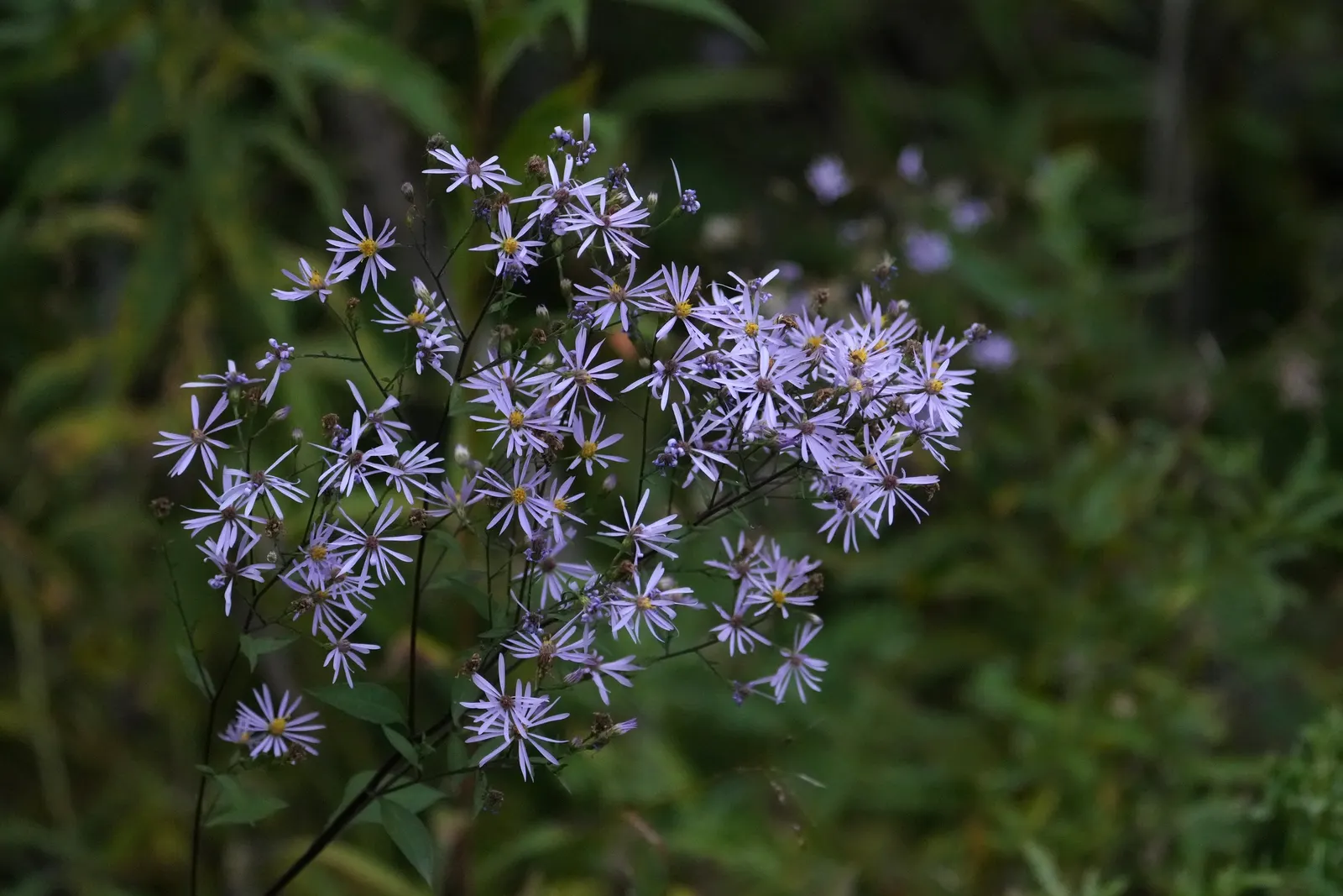 Smooth Aster (Symphyotrichum Laeve 'Bluebird') — but deadheading can encourage a longer blooming period; showcasing its adaptability to various garden