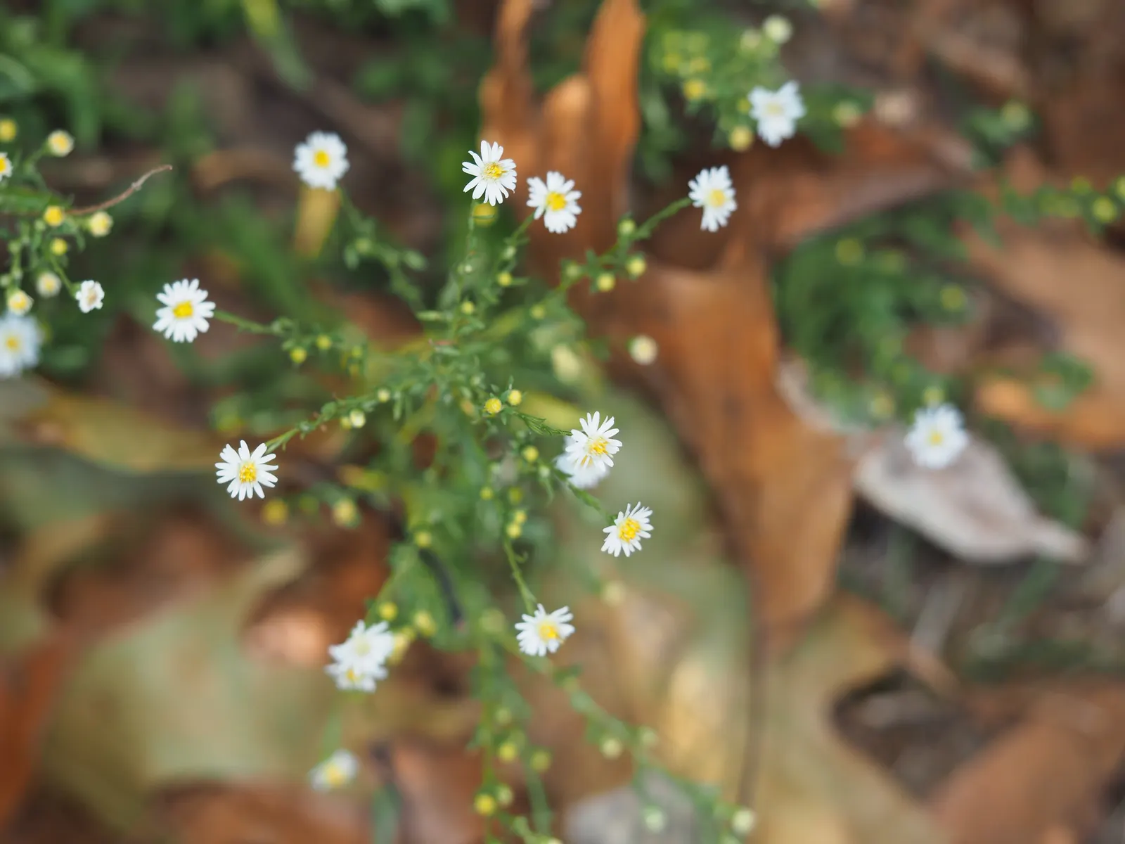Smooth Aster (Symphyotrichum Laeve 'Bluebird') — and a light pruning in late winter prepares it for the upcoming growing season