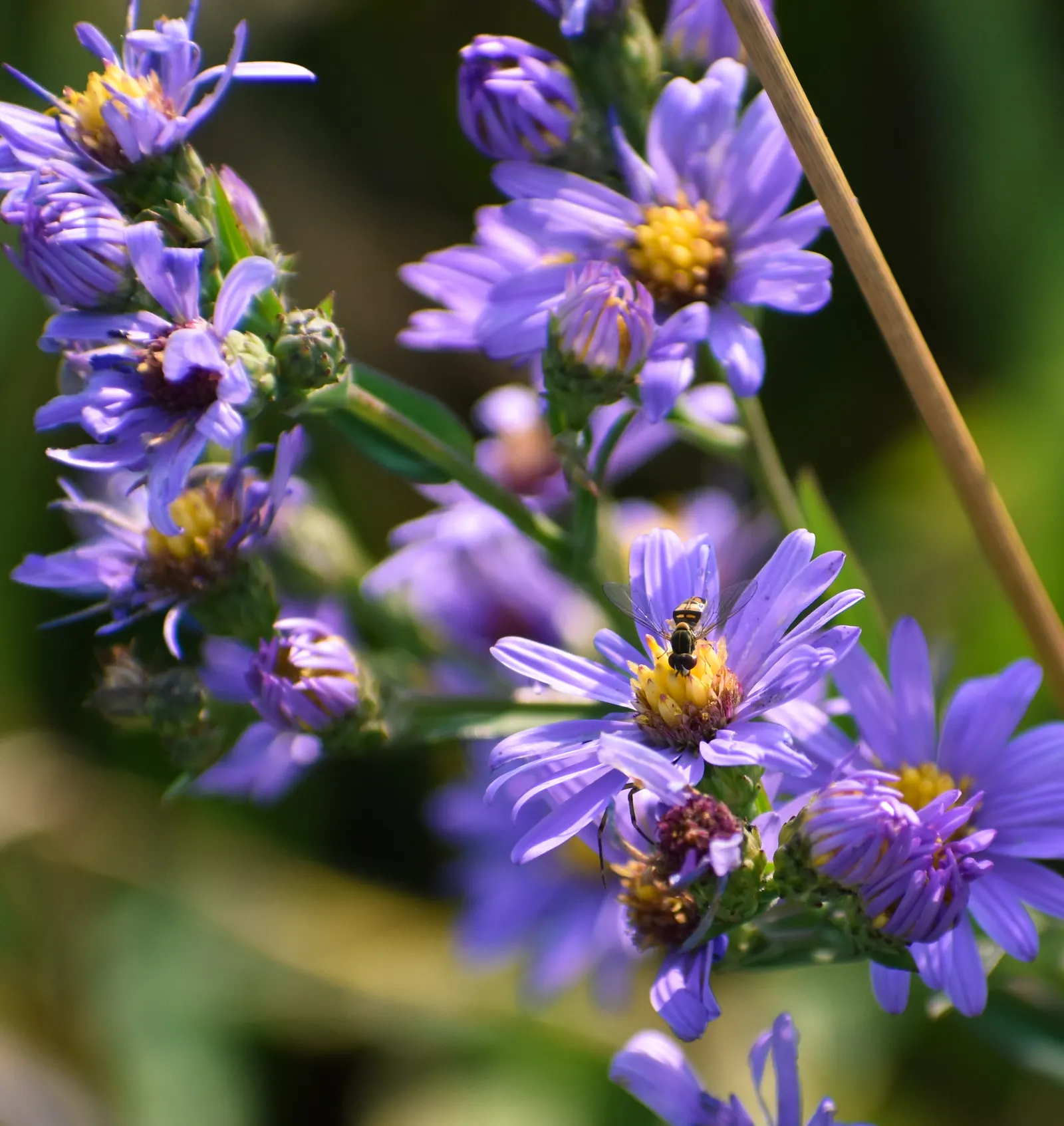 Smooth Aster (Symphyotrichum Laeve 'Bluebird') — is a captivating perennial that should be a must-have in your client's garden; this variety is, image 77