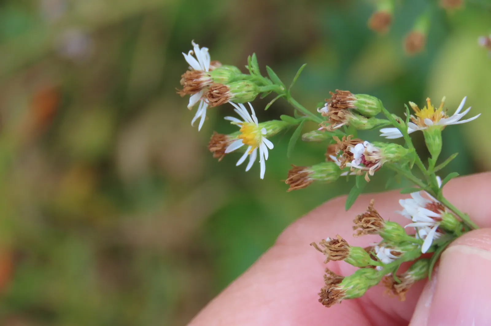 Smooth Aster (Symphyotrichum Laeve 'Bluebird') — and a light pruning in late winter prepares it for the upcoming growing season; blue flowers in the garden