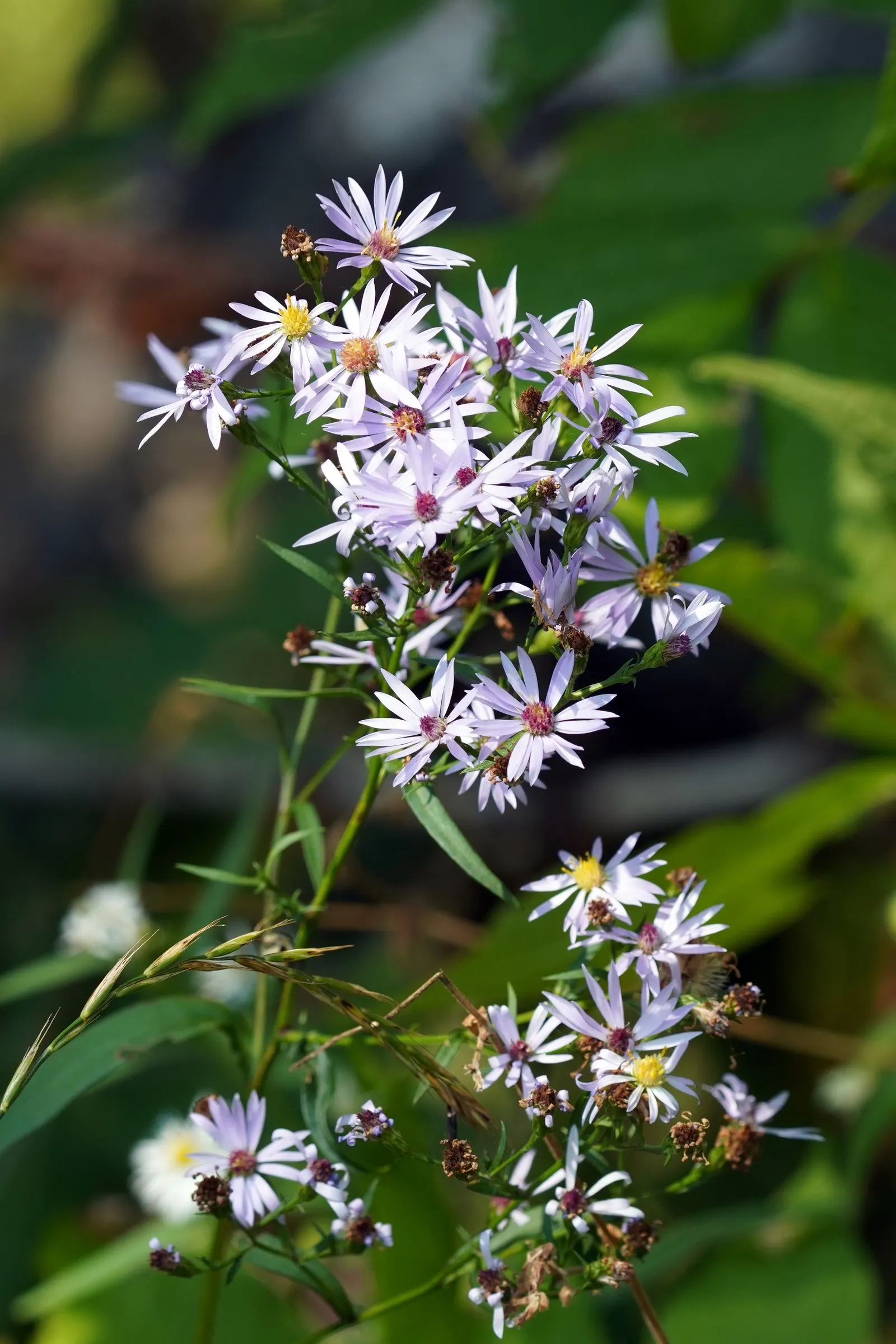 Smooth Aster (Symphyotrichum Laeve 'Bluebird') — this variety is resistant to many pests and diseases; is a captivating perennial that should be a, image 50