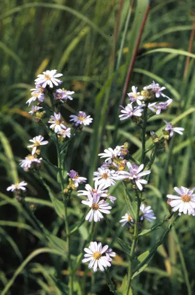 Smooth Aster (Symphyotrichum Laeve 'Bluebird') — blue flowers in the garden