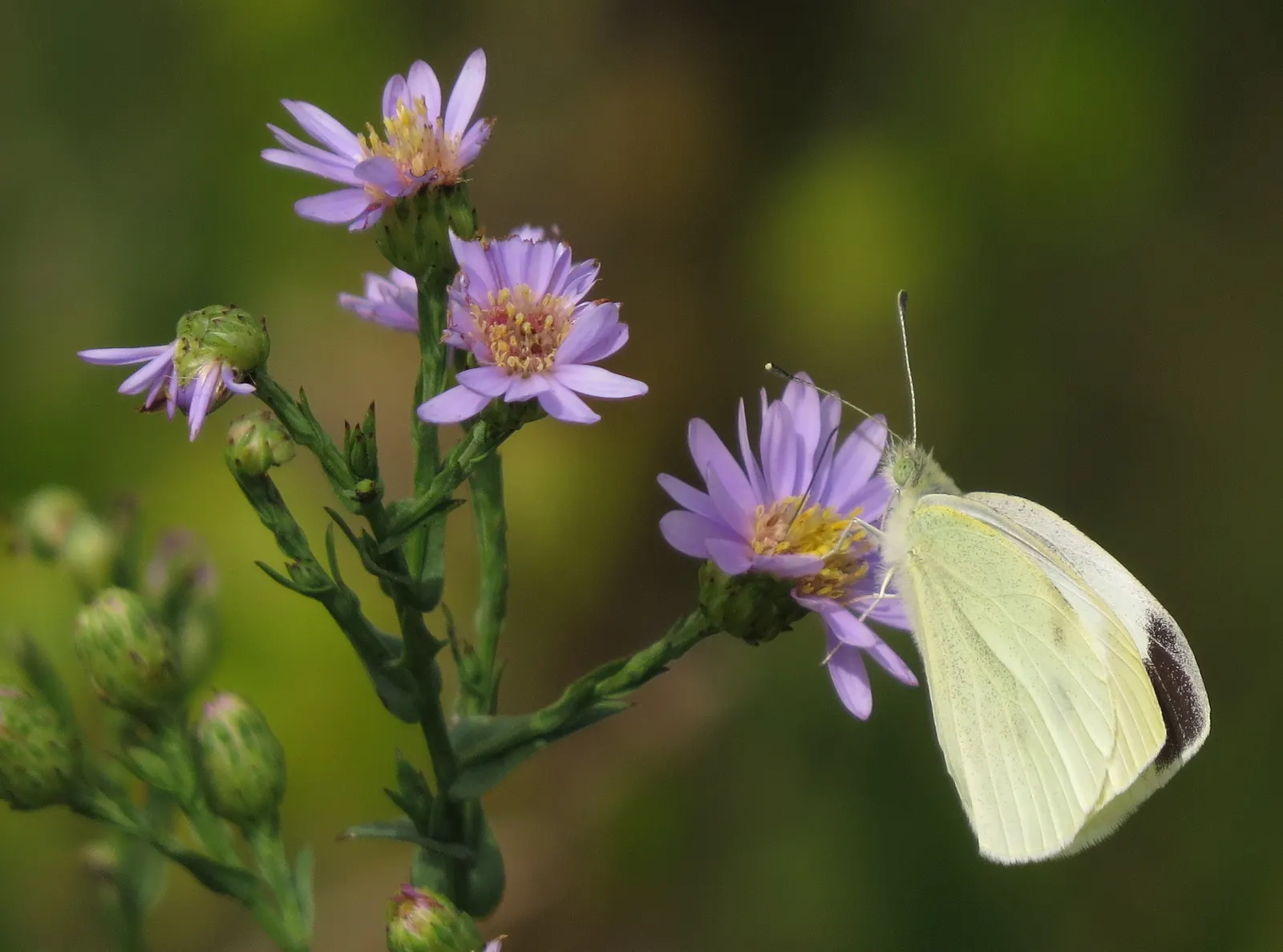 Smooth Aster (Symphyotrichum Laeve 'Bluebird') — peaking around September through October.<br><br>Growing to a height of 2 to 3 feet with a similar, image 42