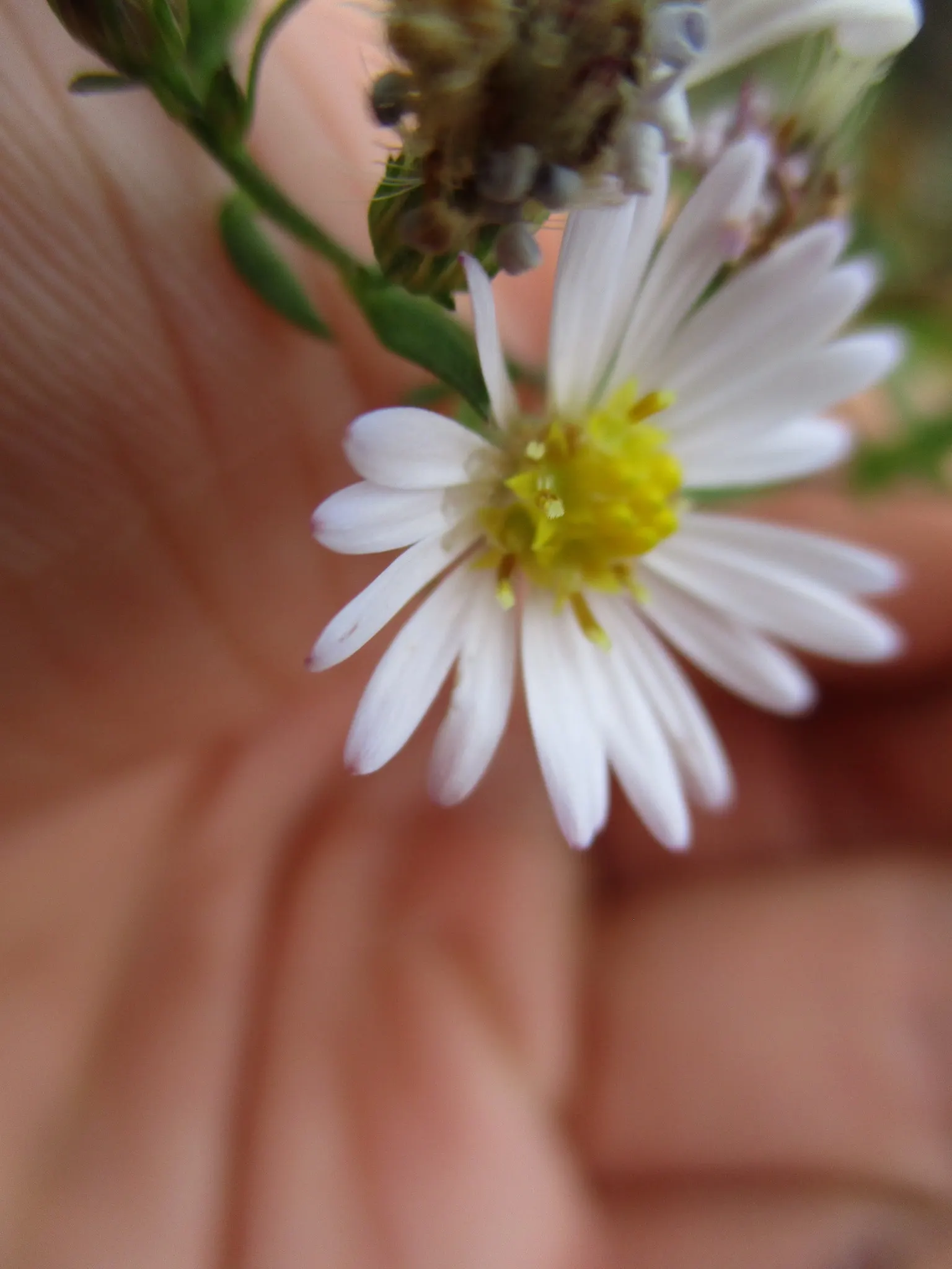 Smooth Aster (Symphyotrichum Laeve 'Bluebird') — adding dynamism to the garden ecosystem