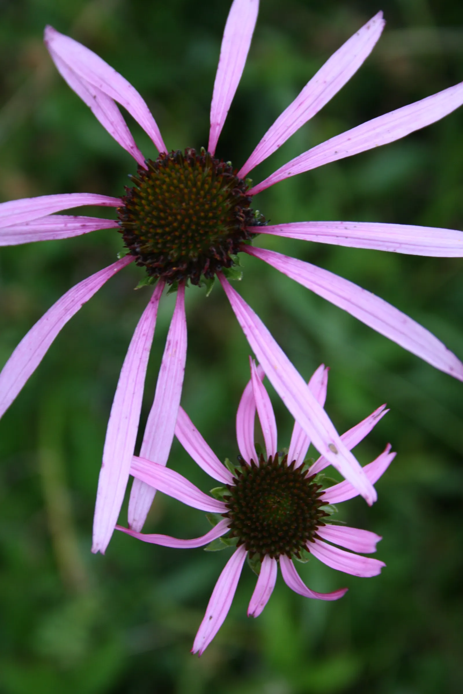 Smooth Aster (Symphyotrichum Laeve 'Bluebird') — this variety is resistant to many pests and diseases; is a captivating perennial that should be a, image 86