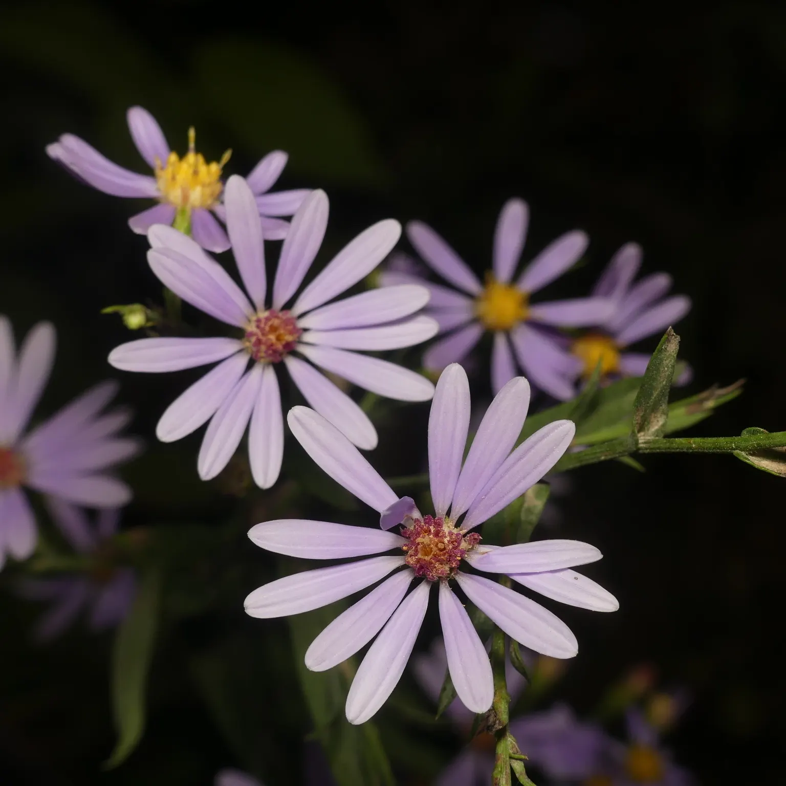 Smooth Aster (Symphyotrichum Laeve 'Bluebird') — This plant prefers full sun to part shade and thrives in well-drained soil; perennial with blue, image 44