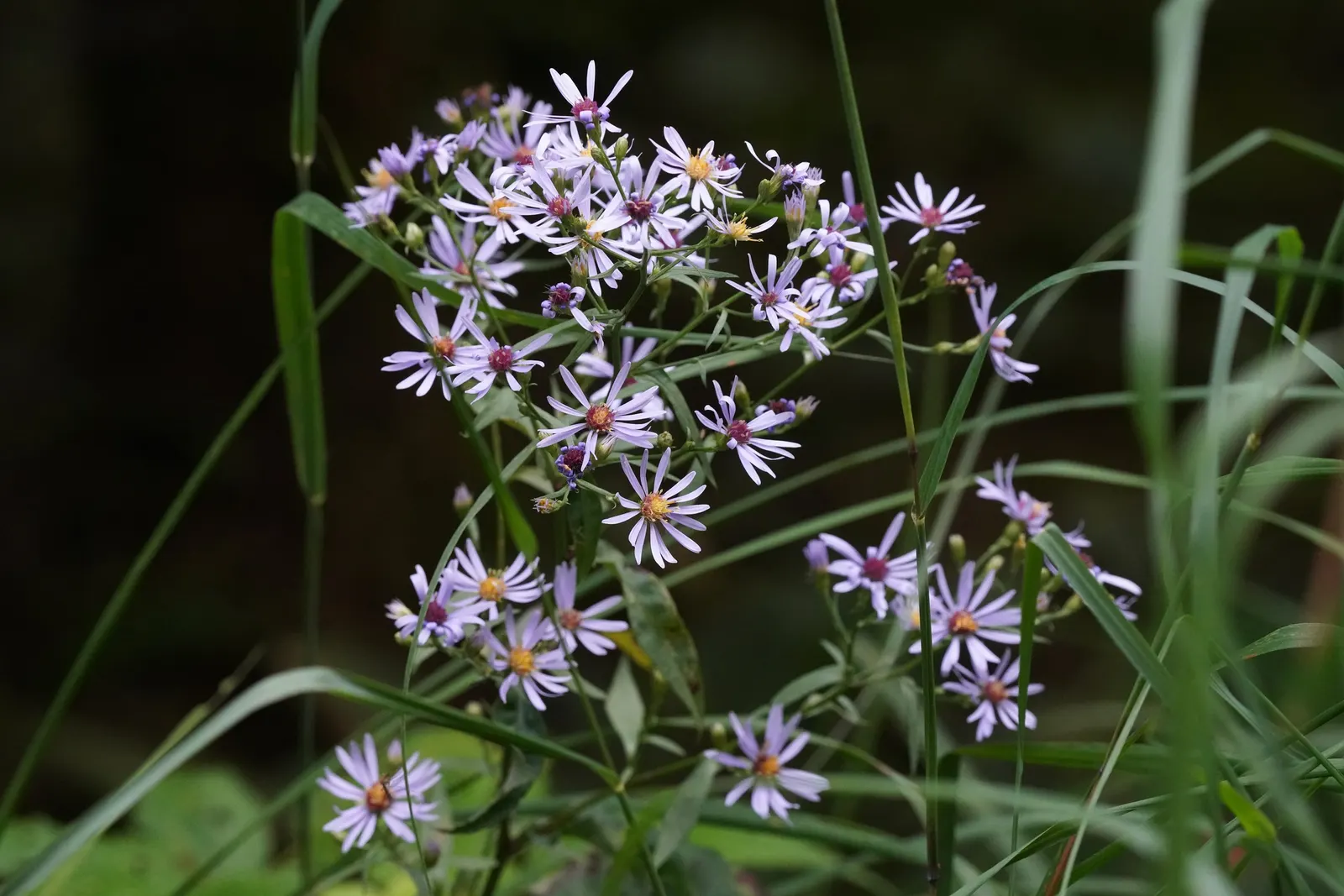 Smooth Aster (Symphyotrichum Laeve 'Bluebird') — is a captivating perennial that should be a must-have in your client's garden