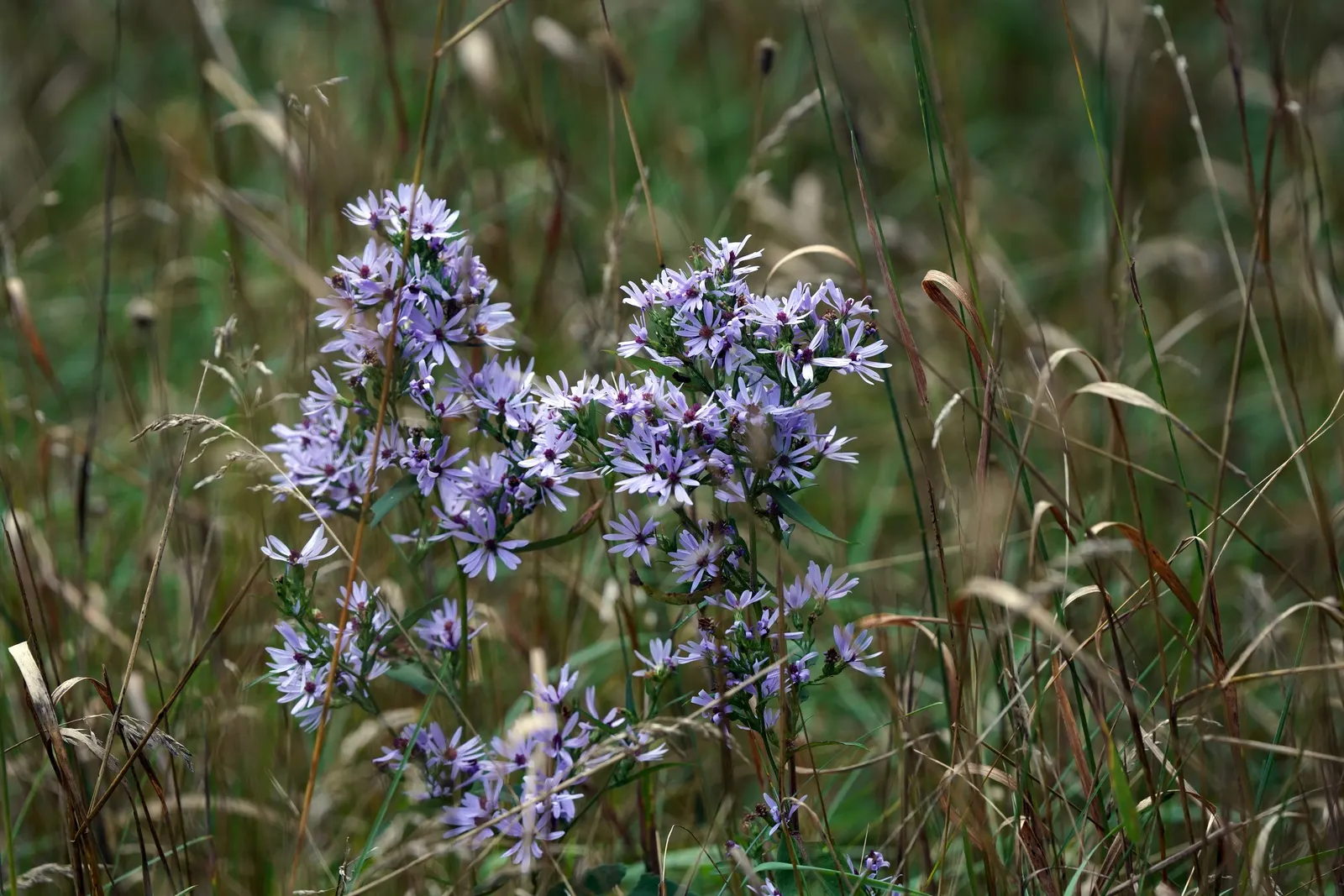 Smooth Aster (Symphyotrichum Laeve 'Bluebird') — This hardy aster thrives in zones 4-8, reaching 2-3 feet in height and spreading up to 2 feet; adding dynamism