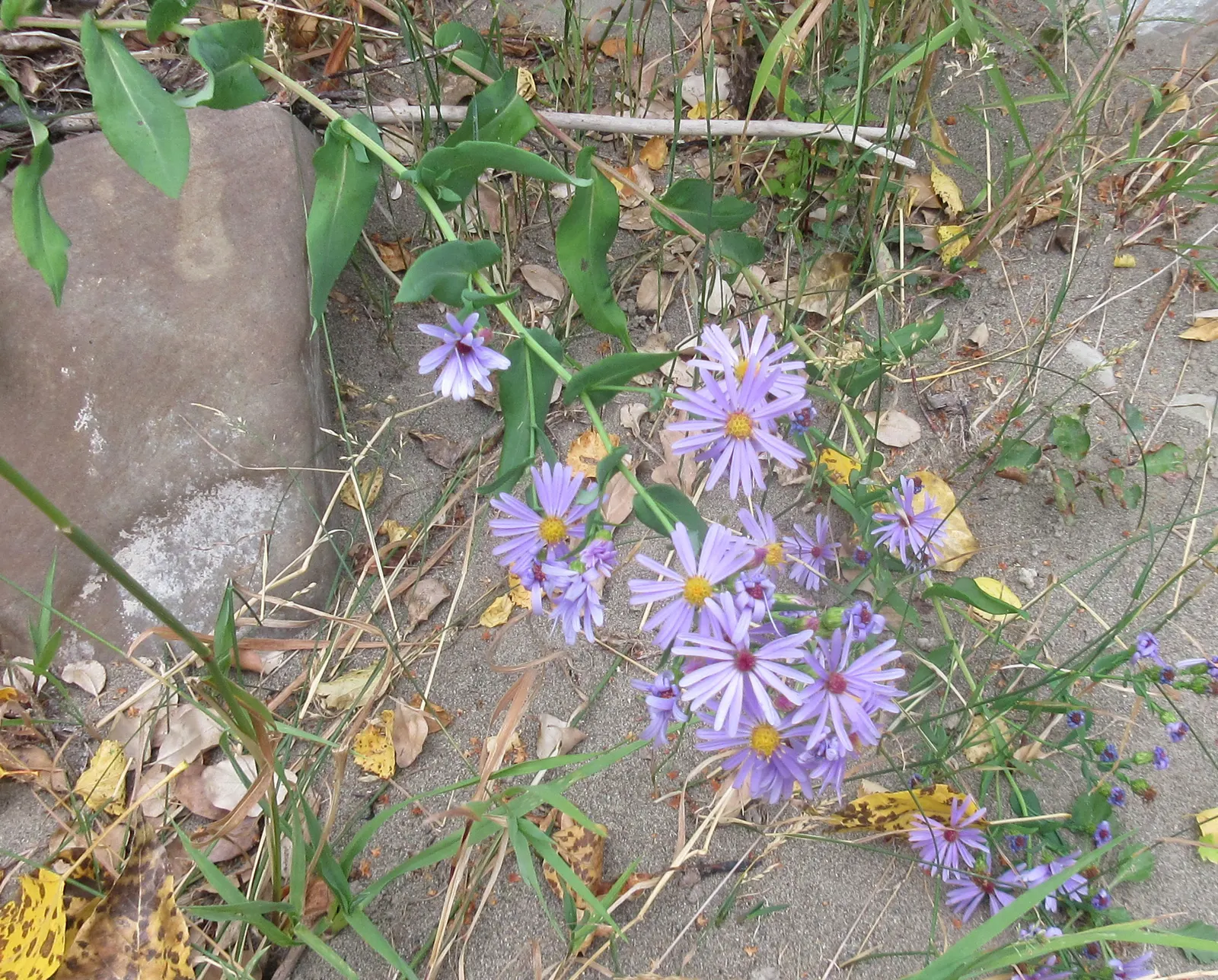 Smooth Aster (Symphyotrichum Laeve 'Bluebird') — The Smooth Aster 'Bluebird' (Symphyotrichum laeve) is a vibrant North American perennial, image 55