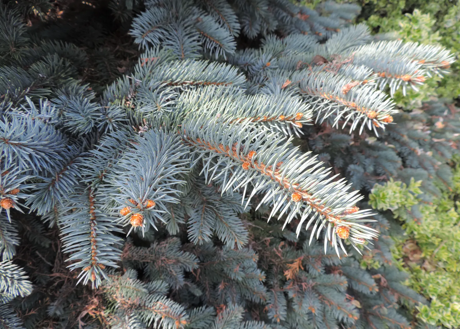 Colorado Spruce (Picea Pungens) — The Colorado Spruce, or Picea pungens, is a majestic, pyramidal conifer exuding a stately presence