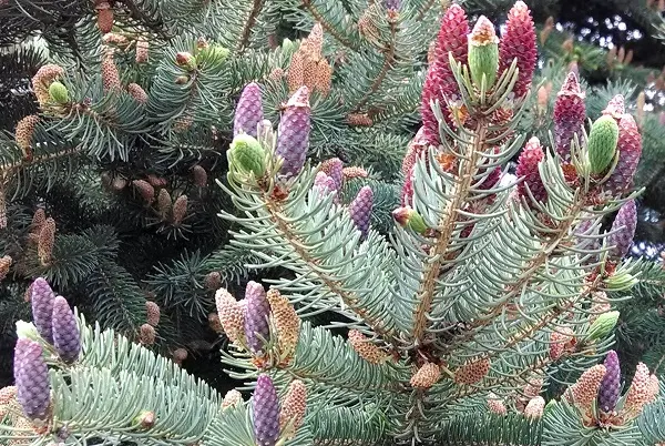 Colorado Spruce (Picea Pungens) — this slow-growing tree reaches a mature height of 30 to 60 feet with a spread of 10 to 20 feet
