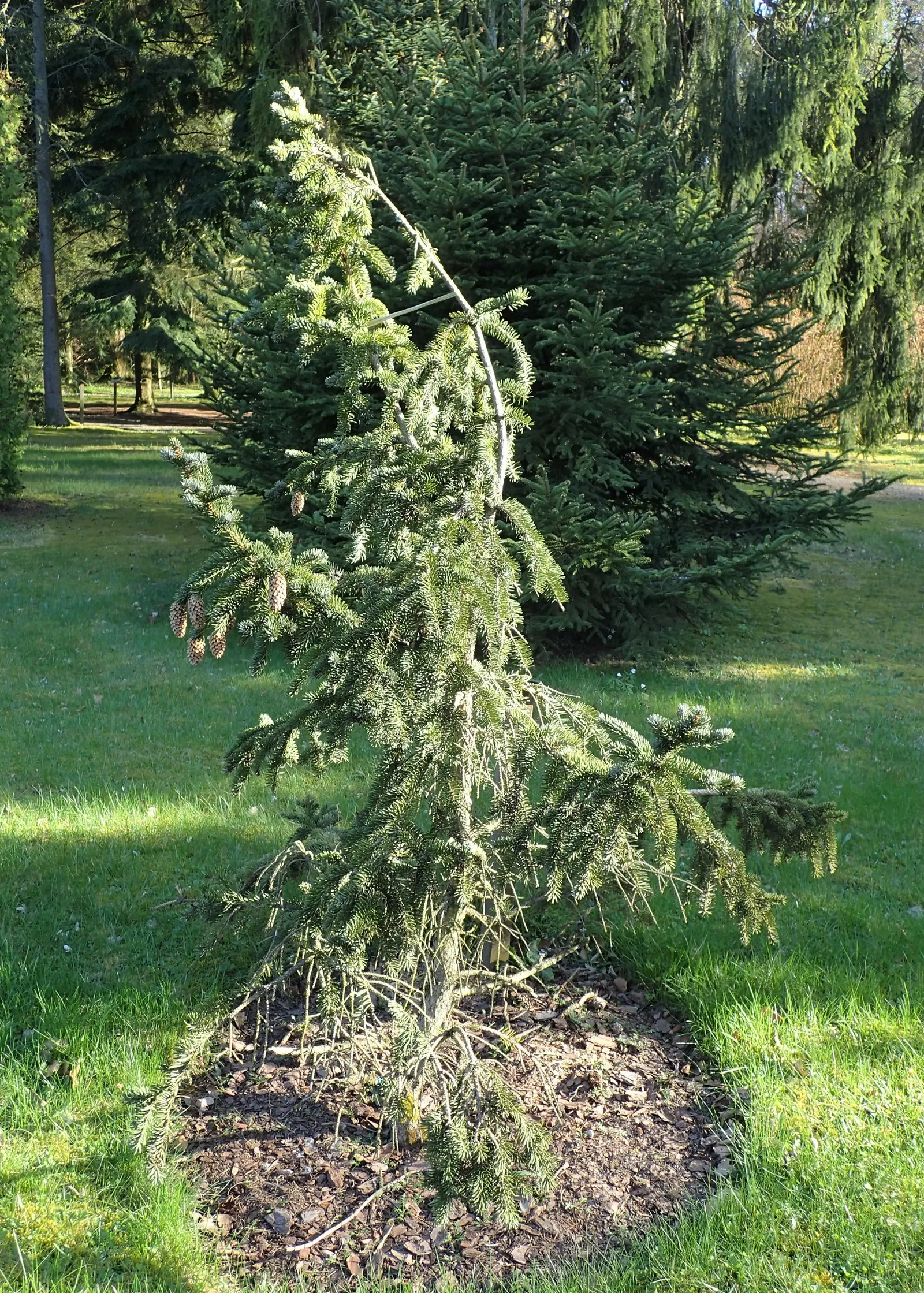 Colorado Spruce (Picea Pungens) — Characterized by its silvery-blue needles