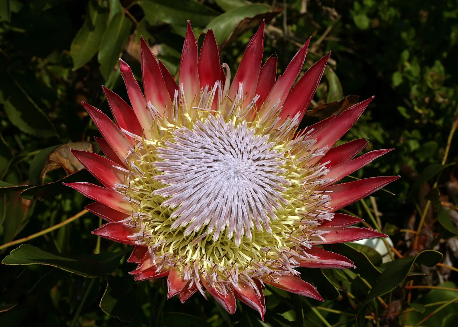 King Or Giant Protea (Protea Cynaroides) — the King Protea thrives in well-drained; however, protection from frost is crucial to prevent damage to its blooms