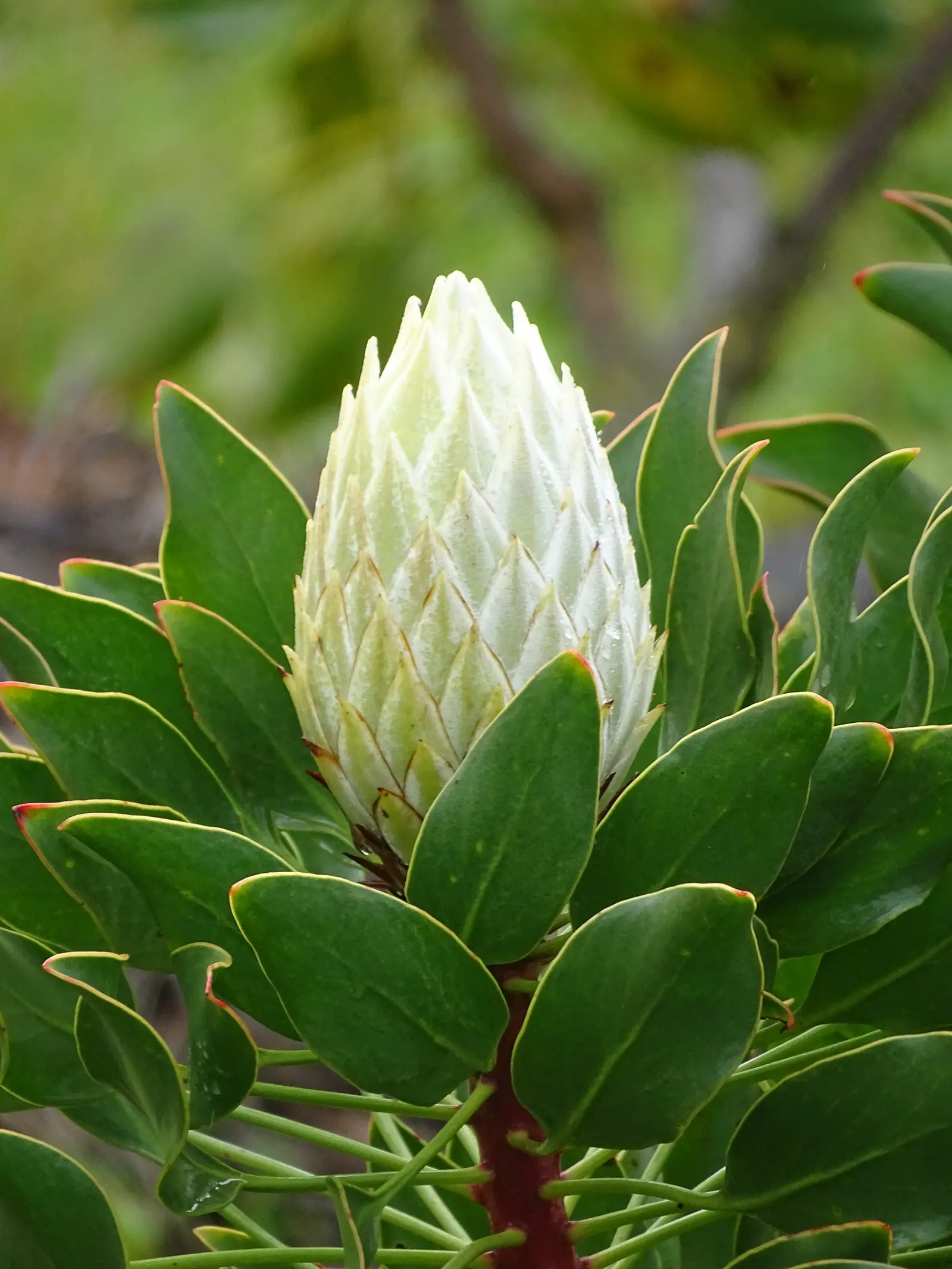 King Or Giant Protea (Protea Cynaroides) — However, protection from frost is crucial to prevent damage to its blooms and foliage