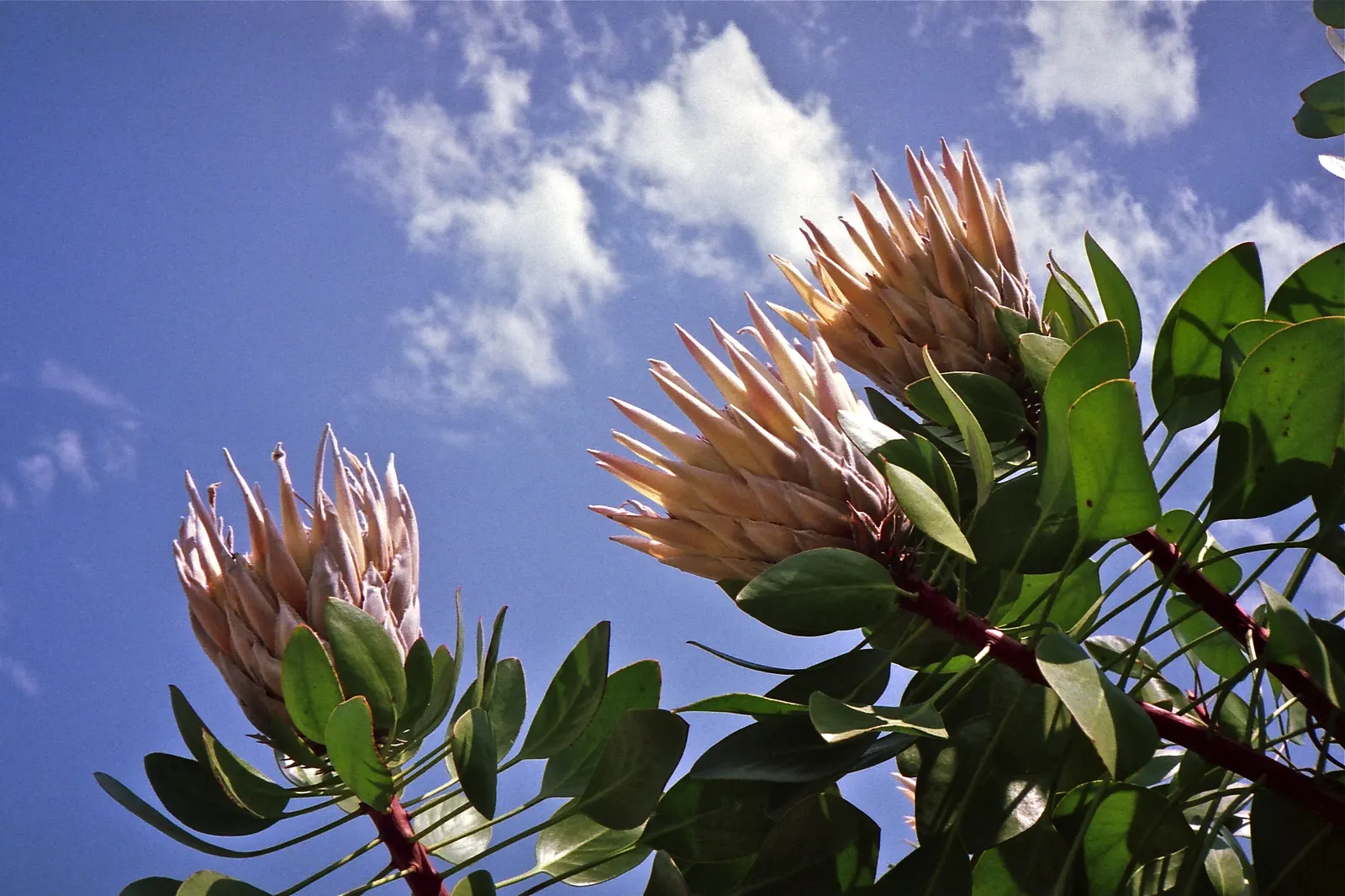 King Or Giant Protea (Protea Cynaroides) — it is important to note that this perennial shrub adds dramatic flair to any garden design due to its bold; allowing