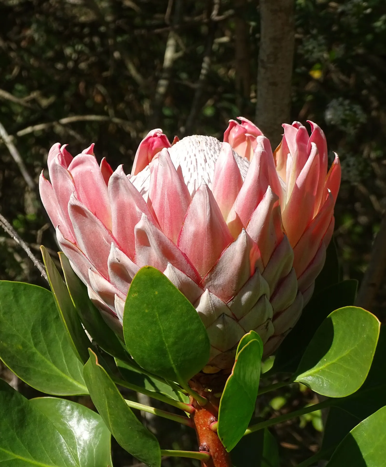 King Or Giant Protea (Protea Cynaroides) — often reaching up to 12 inches in diameter