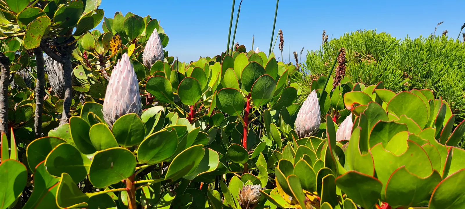 King Or Giant Protea (Protea Cynaroides) — Ideal for a focal point in xeriscapes; the King Protea thrives in well-drained, image 56