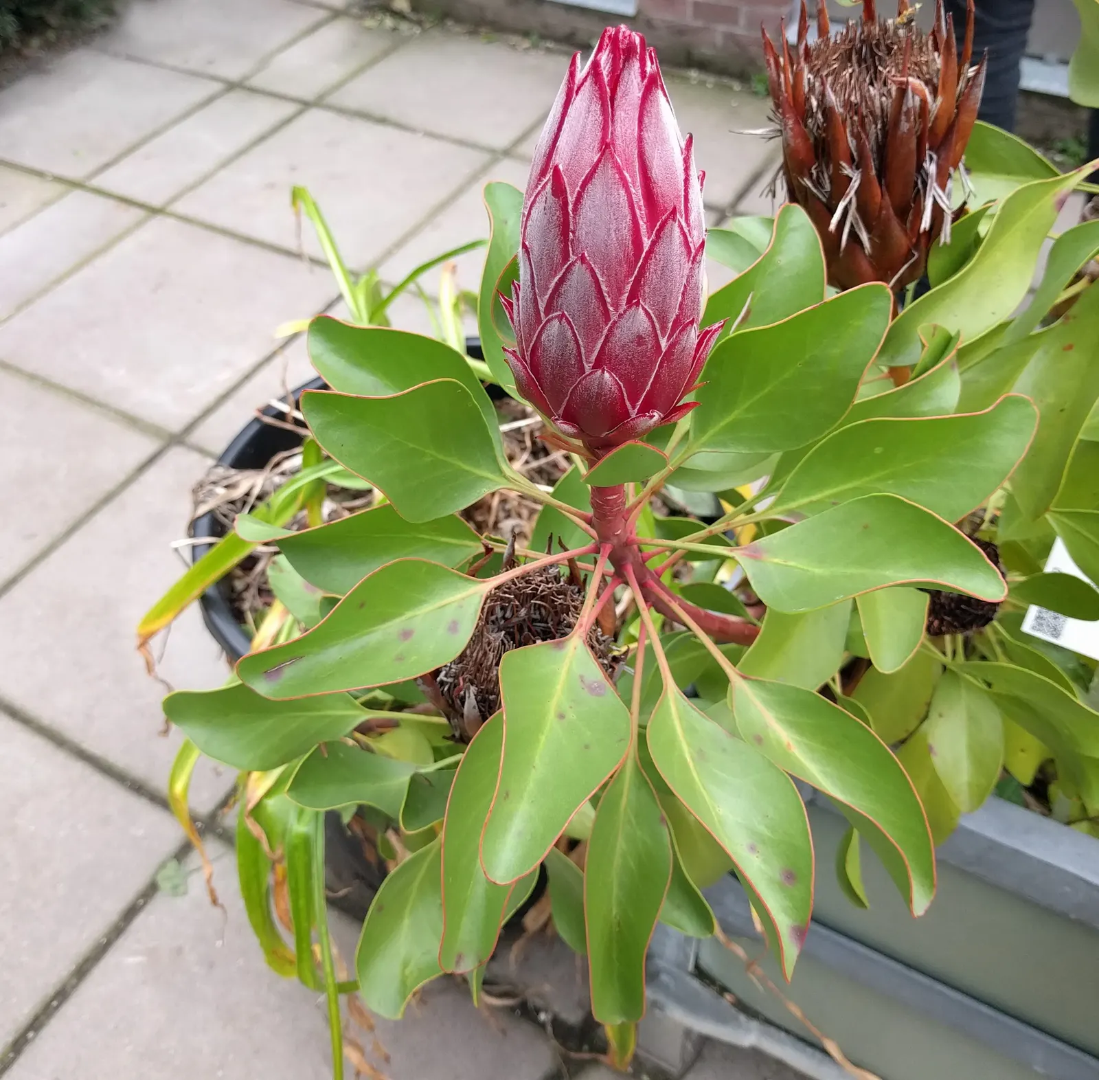 King Or Giant Protea (Protea Cynaroides) — the King Protea thrives in well-drained; however, protection from frost is crucial to prevent damage to, image 64