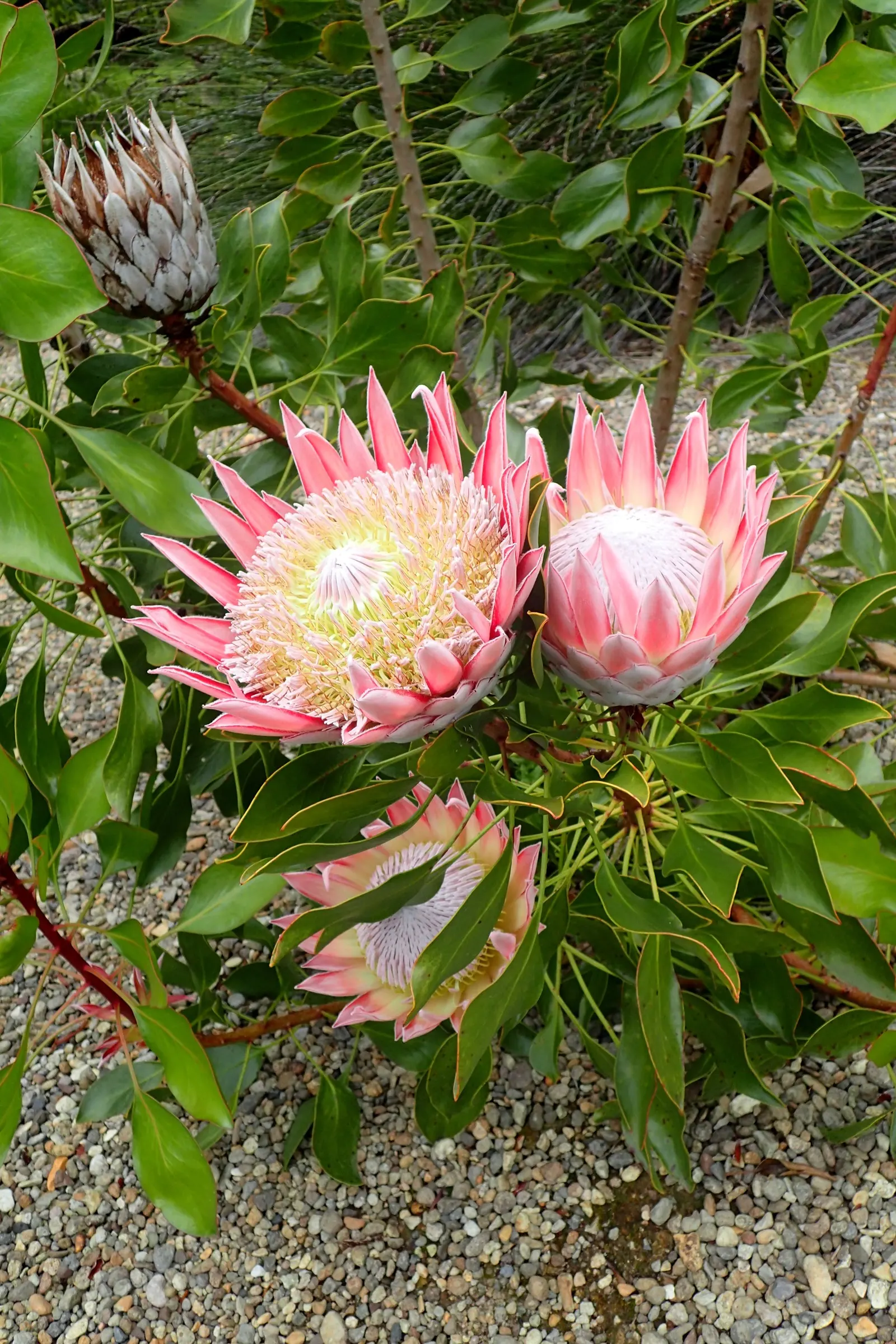 King Or Giant Protea (Protea Cynaroides) — Preferring full sun and well-draining soil, it's drought-tolerant once established and frost-sensitive, image 105
