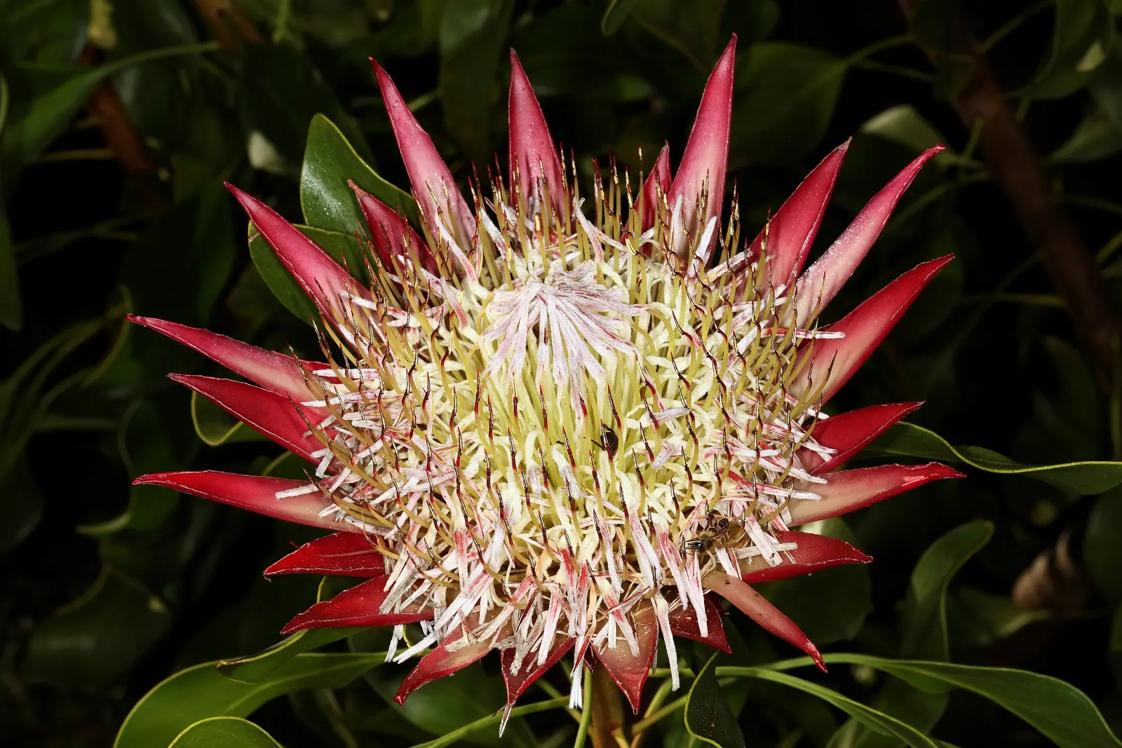 King Or Giant Protea (Protea Cynaroides) — Its striking blooms, reminiscent of artichokes, exhibit pale pink to deep crimson hues; shrub for full