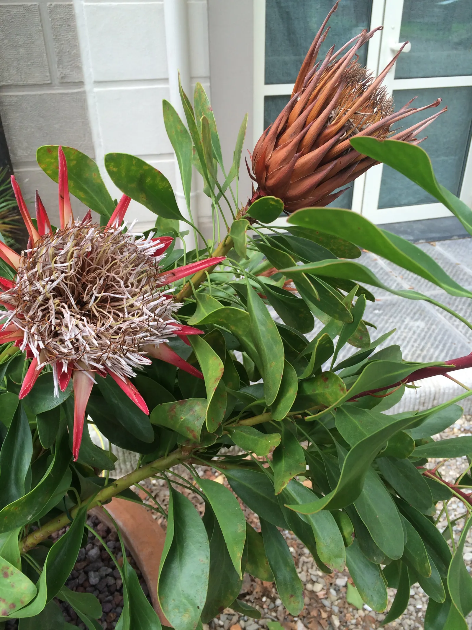 King Or Giant Protea (Protea Cynaroides) — recognized officially as the national flower of South Africa; native to South Africa, this evergreen shrub typically