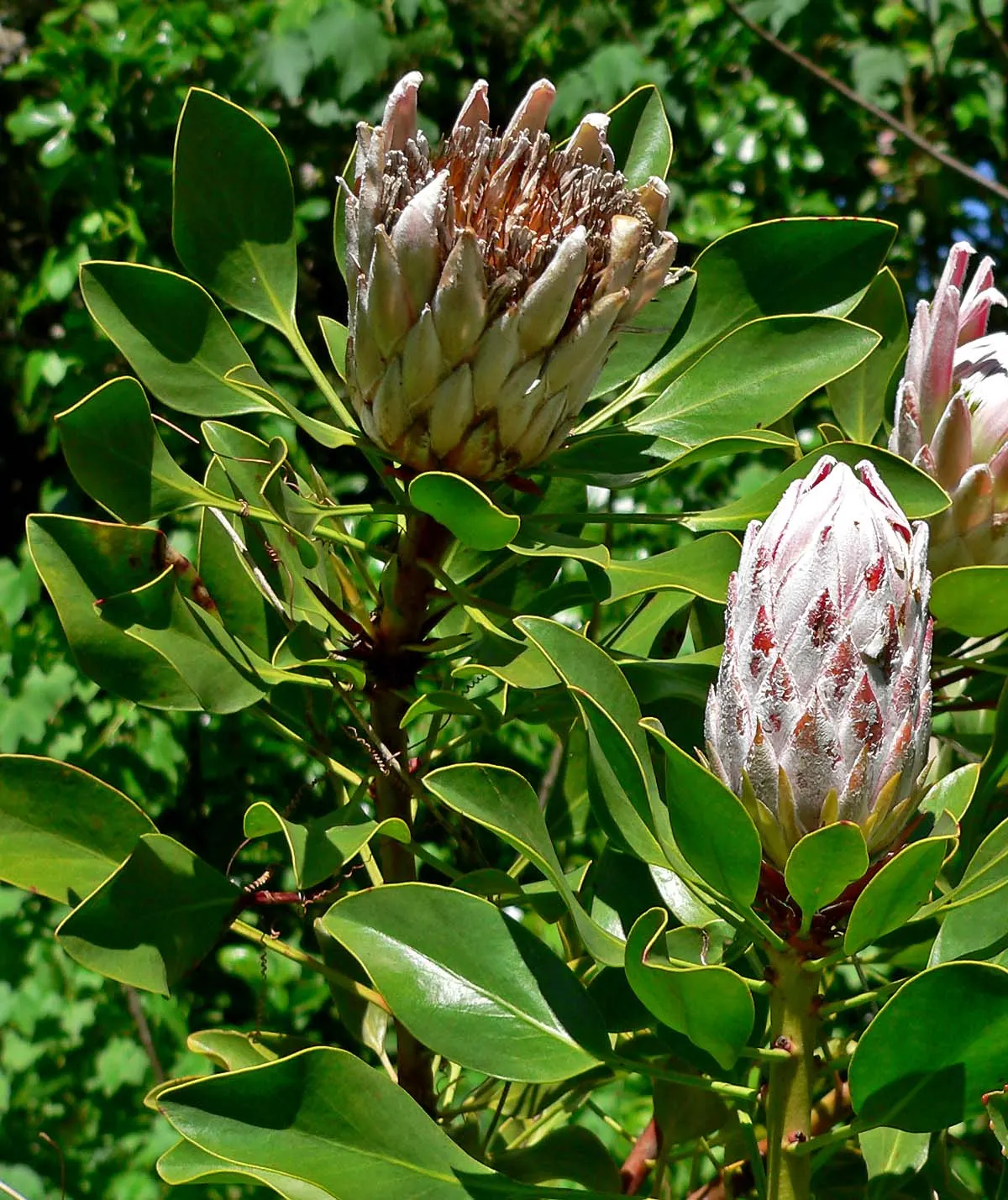 King Or Giant Protea (Protea Cynaroides) — Native to South Africa, this evergreen shrub typically reaches 3 to 4 feet in height and spread; leathery leaves