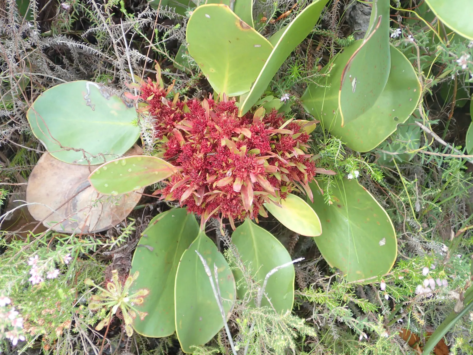 King Or Giant Protea (Protea Cynaroides) — Preferring full sun and well-draining soil, it's drought-tolerant once established and frost-sensitive; the King