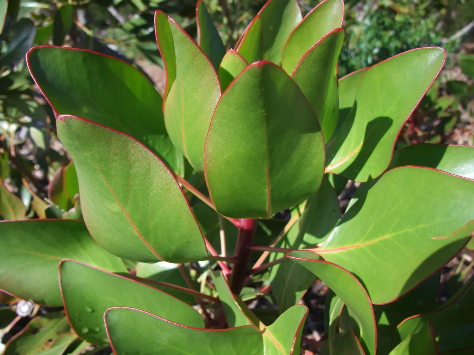 King Or Giant Protea (Protea Cynaroides) — recognized officially as the national flower of South Africa; native to South Africa, this evergreen, image 83