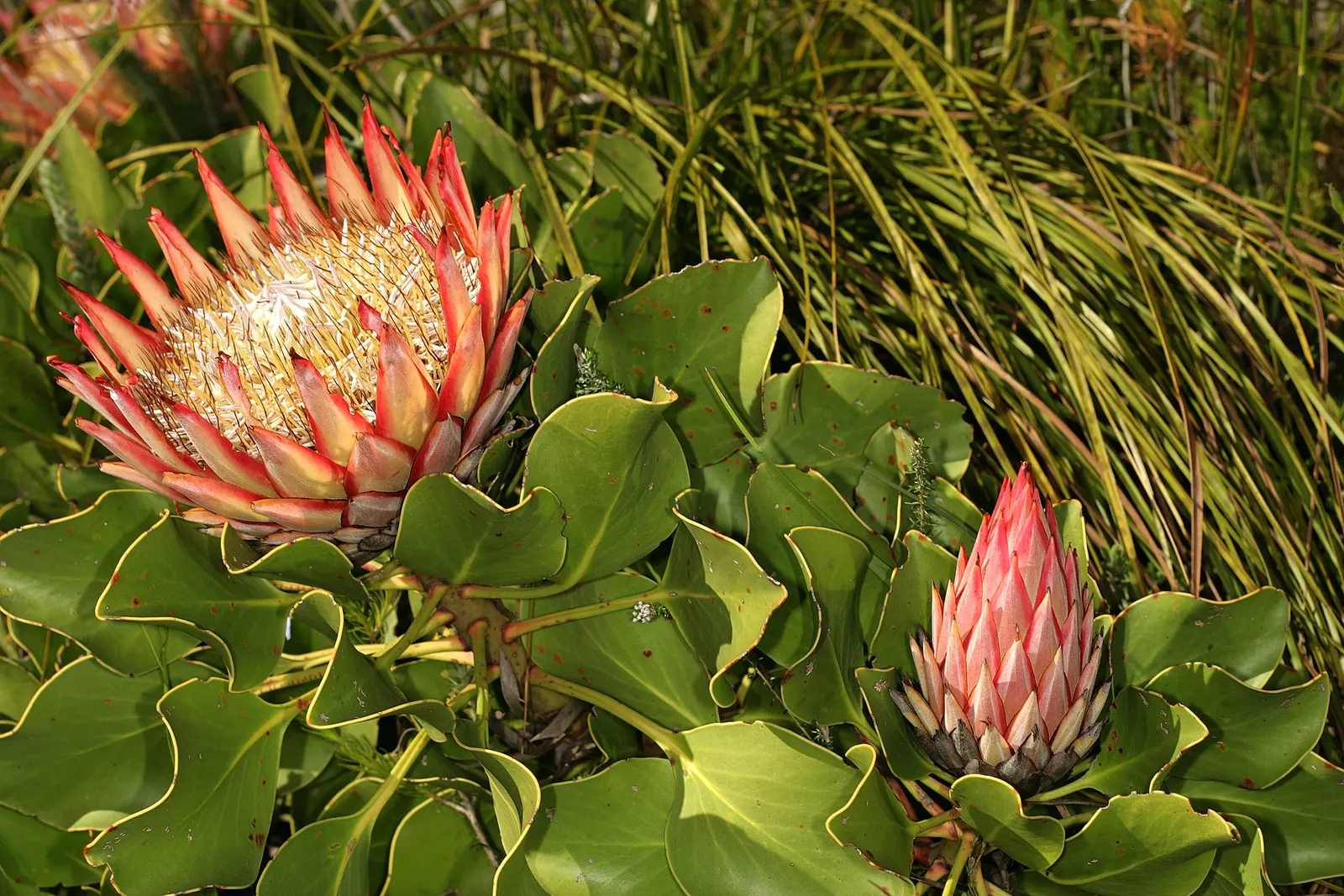 King Or Giant Protea (Protea Cynaroides) — shrub for full; when integrating into a garden
