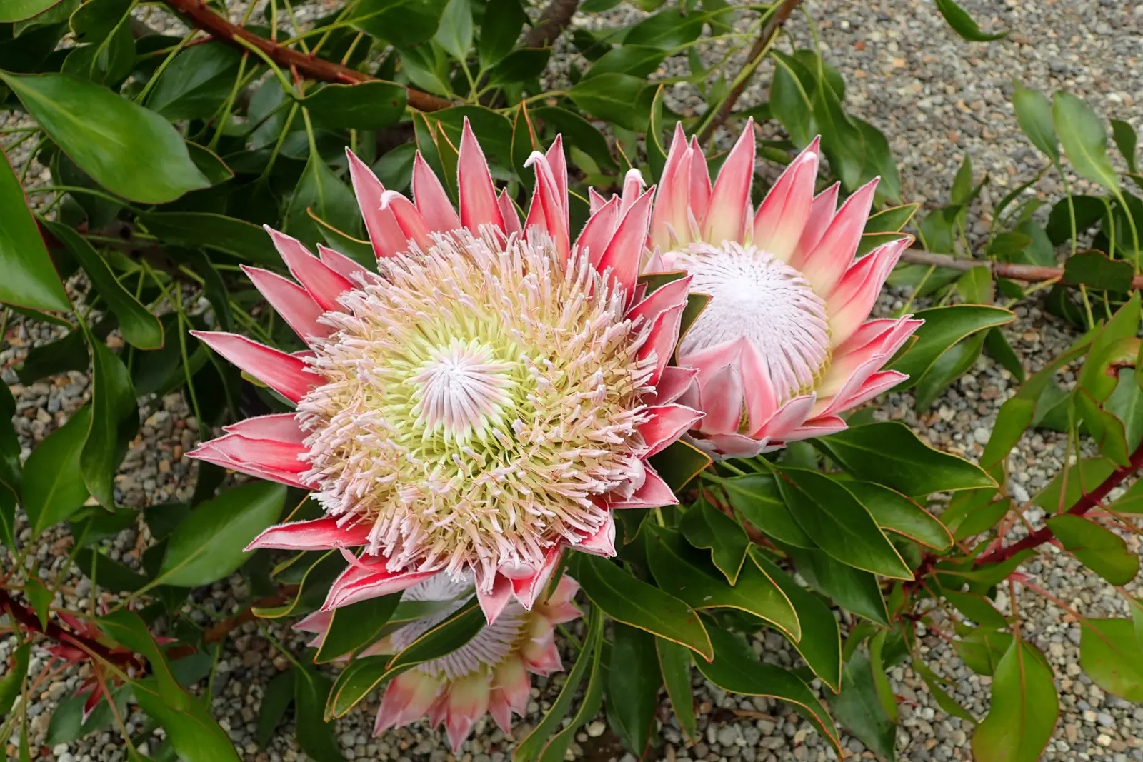 King Or Giant Protea (Protea Cynaroides) — Pruning is recommended to remove spent flowers and encourage further blooming; making it a suitable choice for
