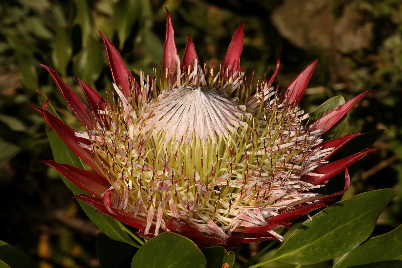 King Or Giant Protea (Protea Cynaroides) — making it a suitable choice for xeriscaping