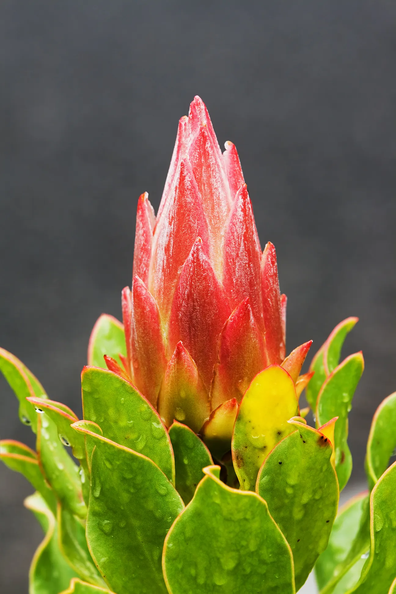 King Or Giant Protea (Protea Cynaroides) — As a landscape architect assistant; it is important to note that this perennial shrub adds dramatic, image 84