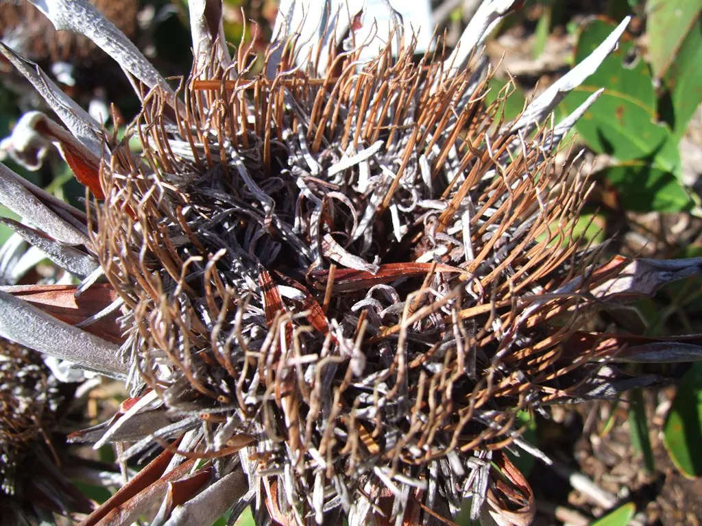 King Or Giant Protea (Protea Cynaroides) — display a crown of pink or crimson bracts that surround a fuzzy