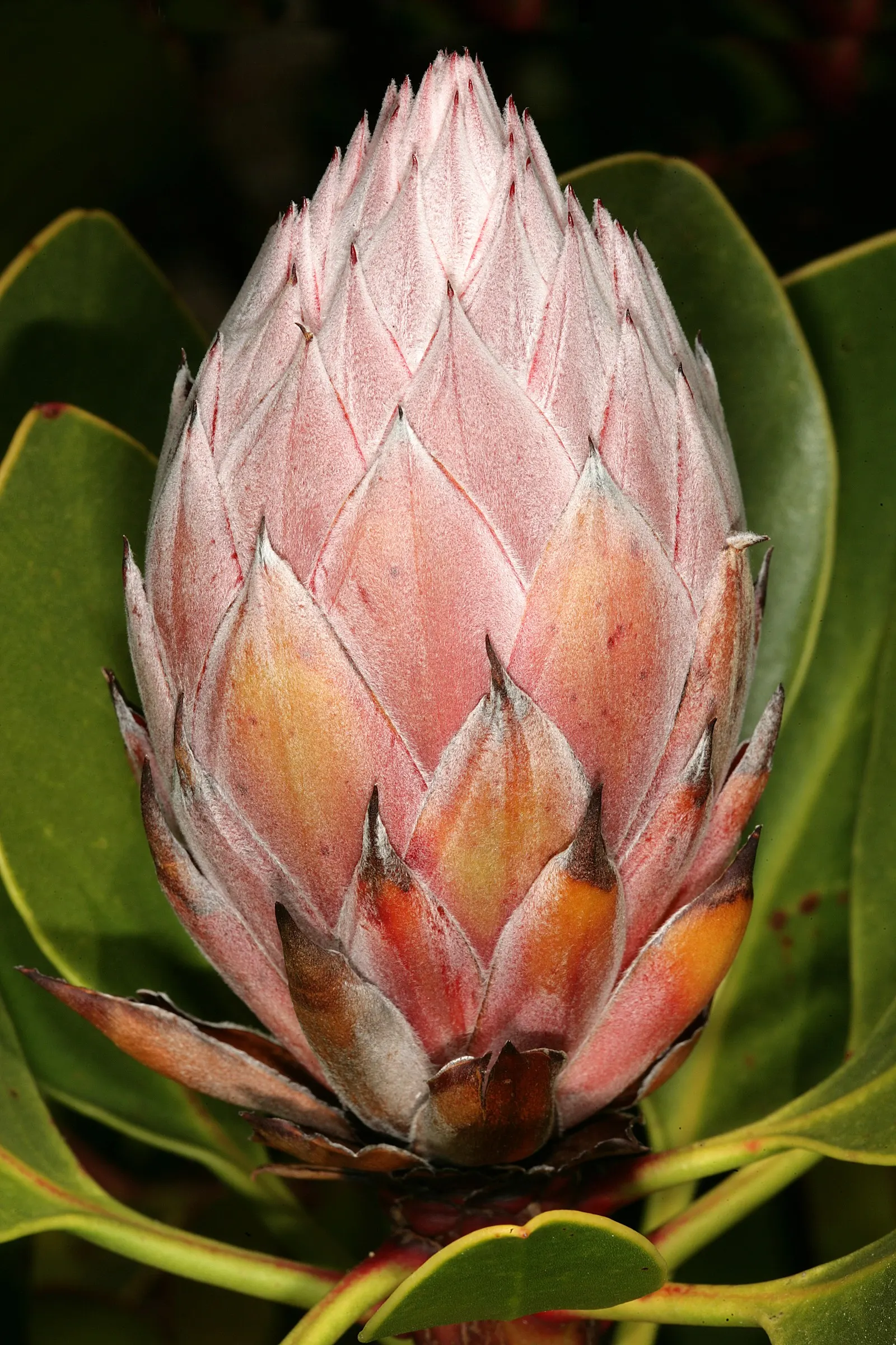 King Or Giant Protea (Protea Cynaroides) — display a crown of pink or crimson bracts that surround a fuzzy; ideal for a focal point in xeriscapes