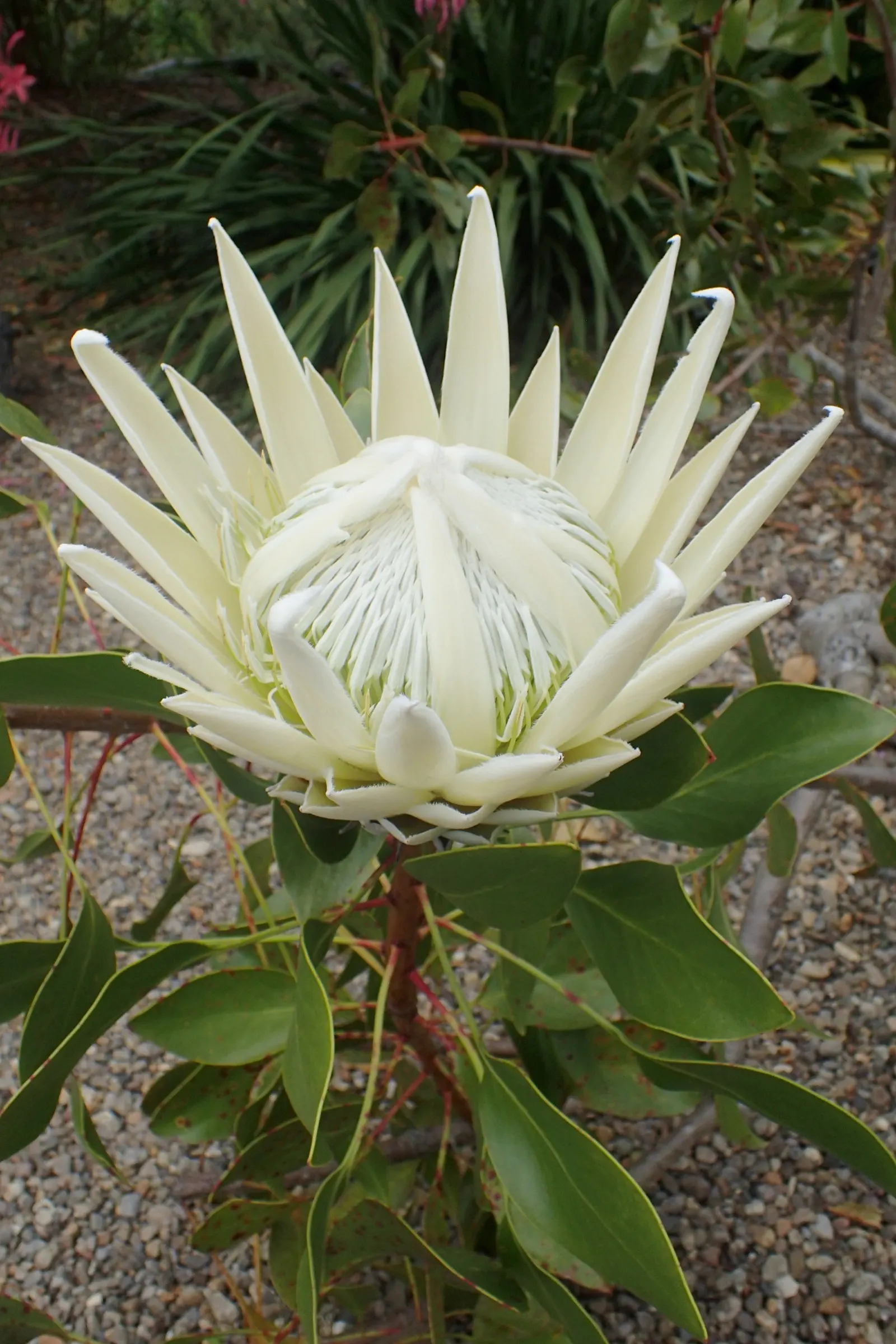 King Or Giant Protea (Protea Cynaroides) — Its striking blooms, reminiscent of artichokes, exhibit pale pink to deep crimson hues; shrub for full, image 104
