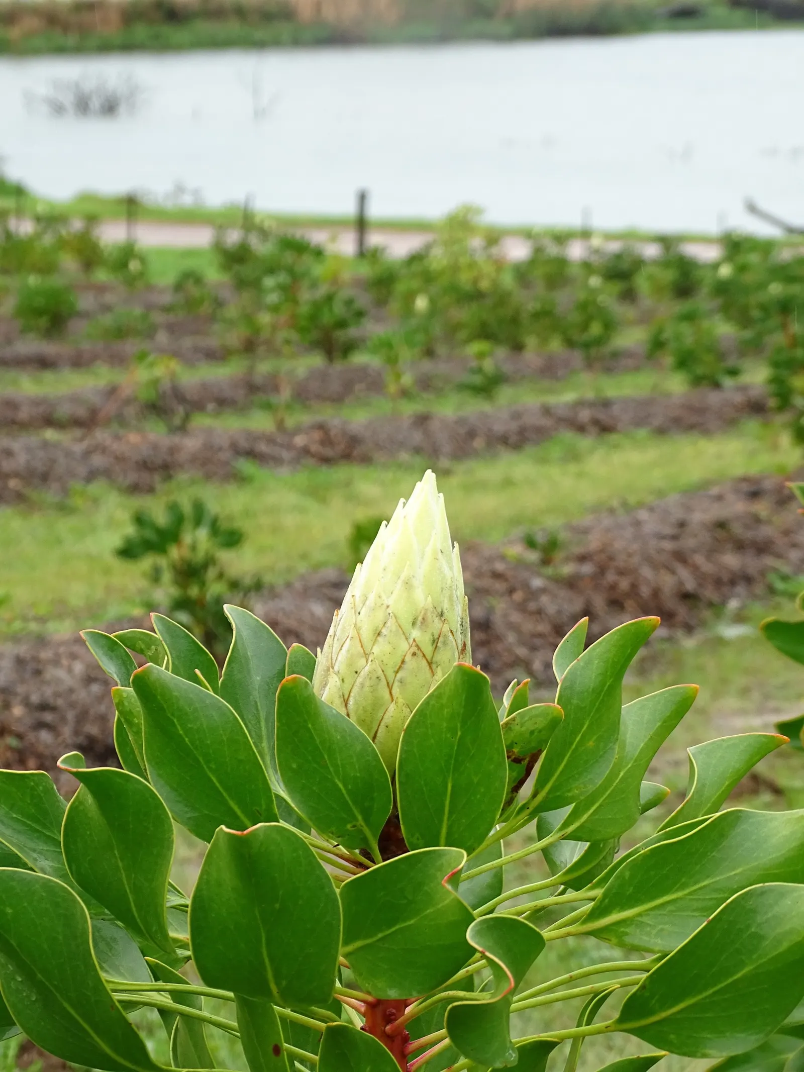 King Or Giant Protea (Protea Cynaroides) — also known as Giant Protea; its striking blooms, reminiscent of artichokes, exhibit pale pink to deep crimson hues