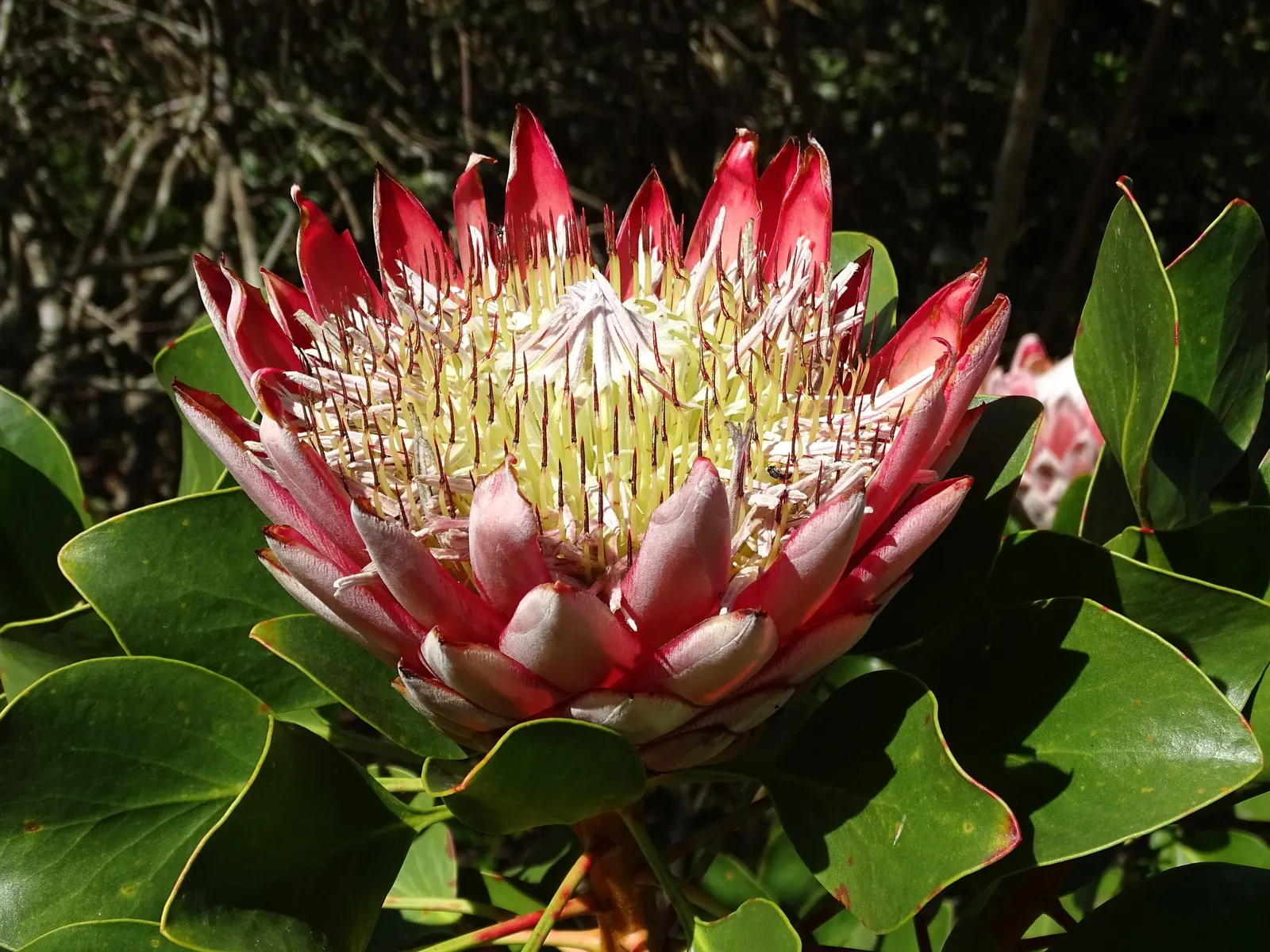 King Or Giant Protea (Protea Cynaroides) — Pruning is recommended to remove spent flowers and encourage further blooming; making it a suitable, image 96