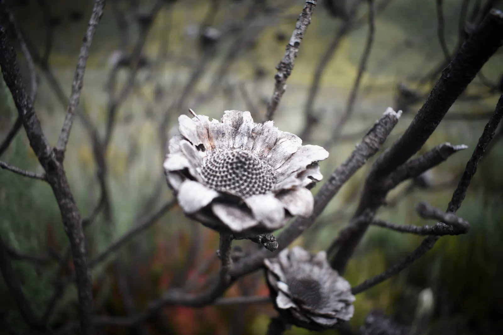 King Or Giant Protea (Protea Cynaroides) — yellow flowers in the garden