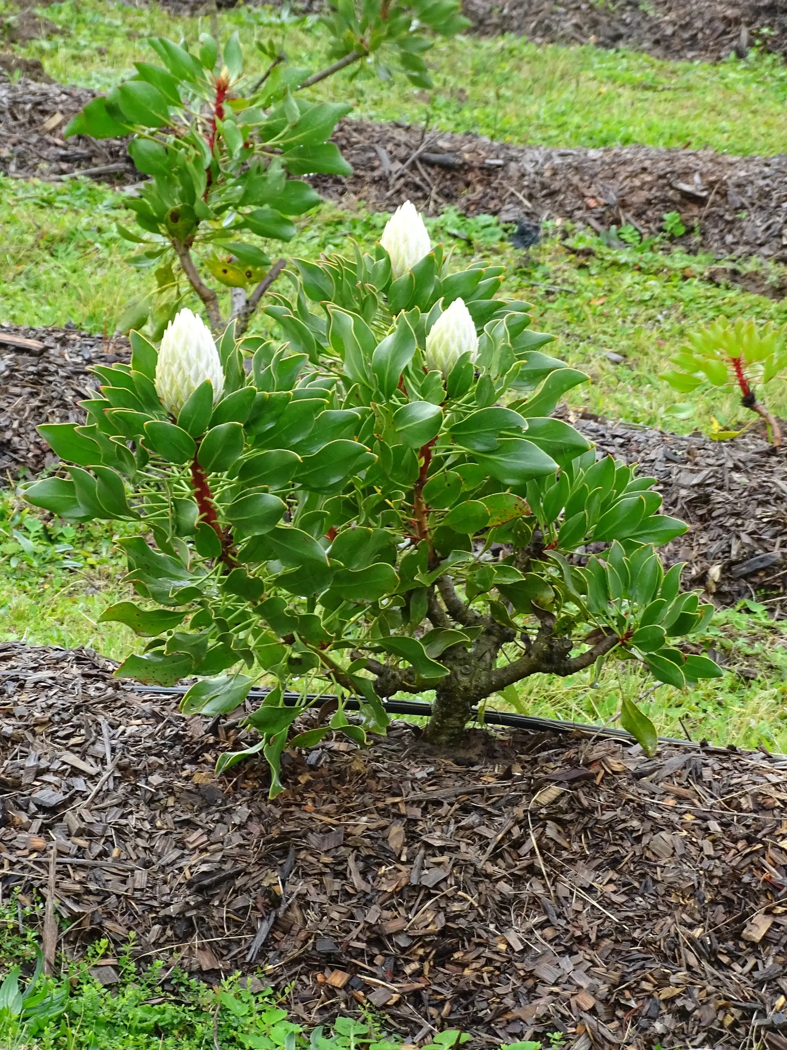 King Or Giant Protea (Protea Cynaroides) — acidic soil with full sunlight exposure; boasts the largest flower head in its genus with diameters up to 12 inches