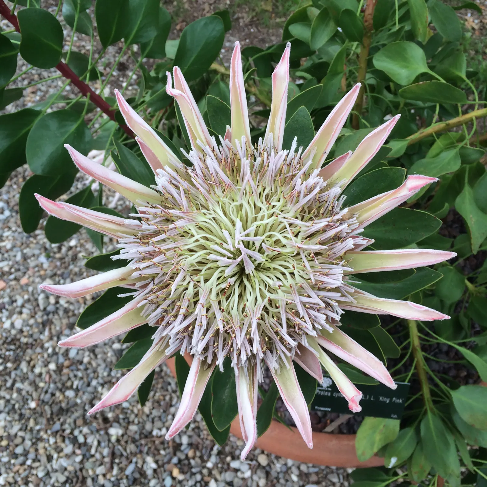 King Or Giant Protea (Protea Cynaroides) — boasts the largest flower head in its genus with diameters up to 12 inches; often reaching up to 12 inches in